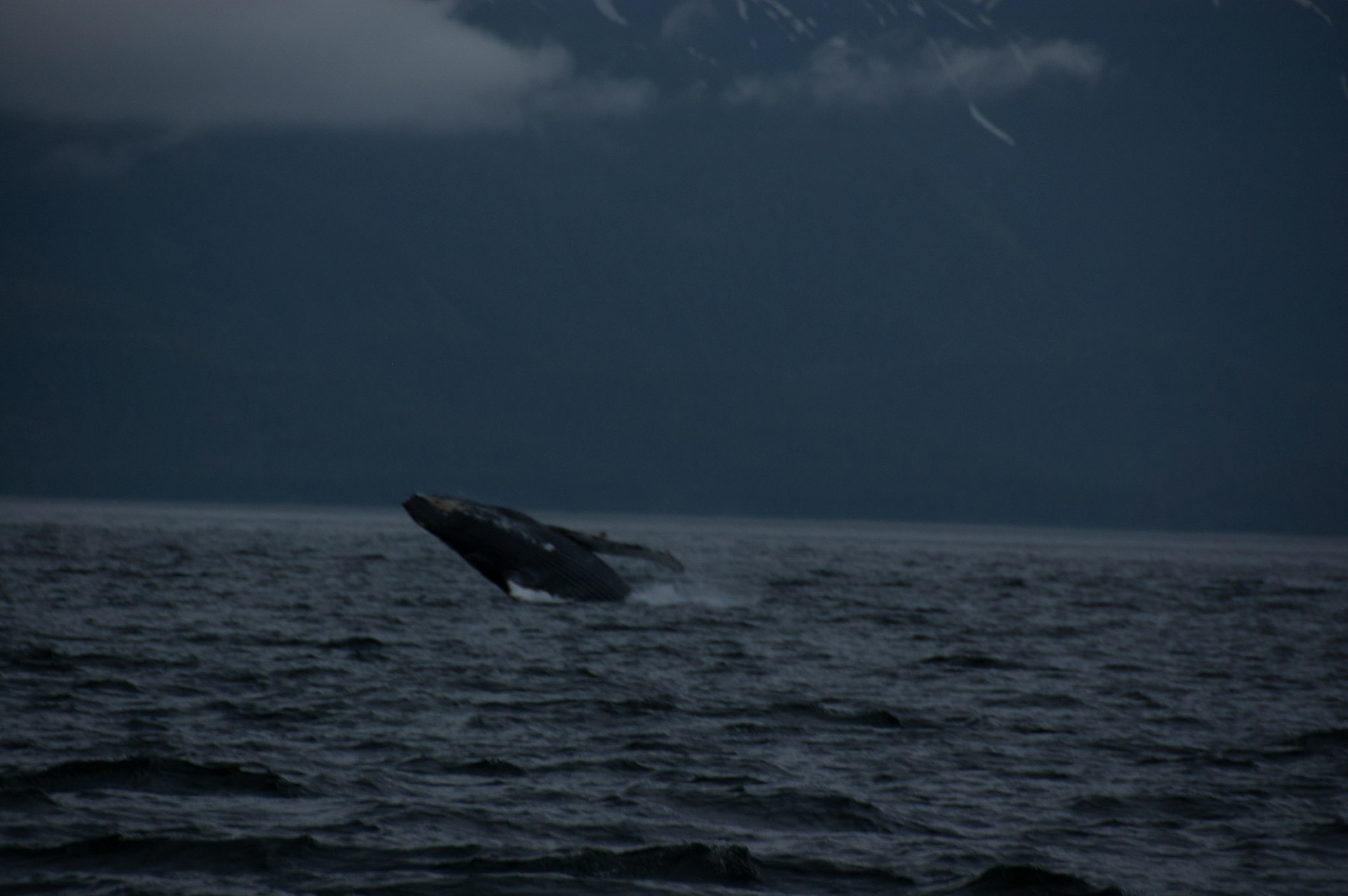 Tom's Land and Sea Safari-photography workshop