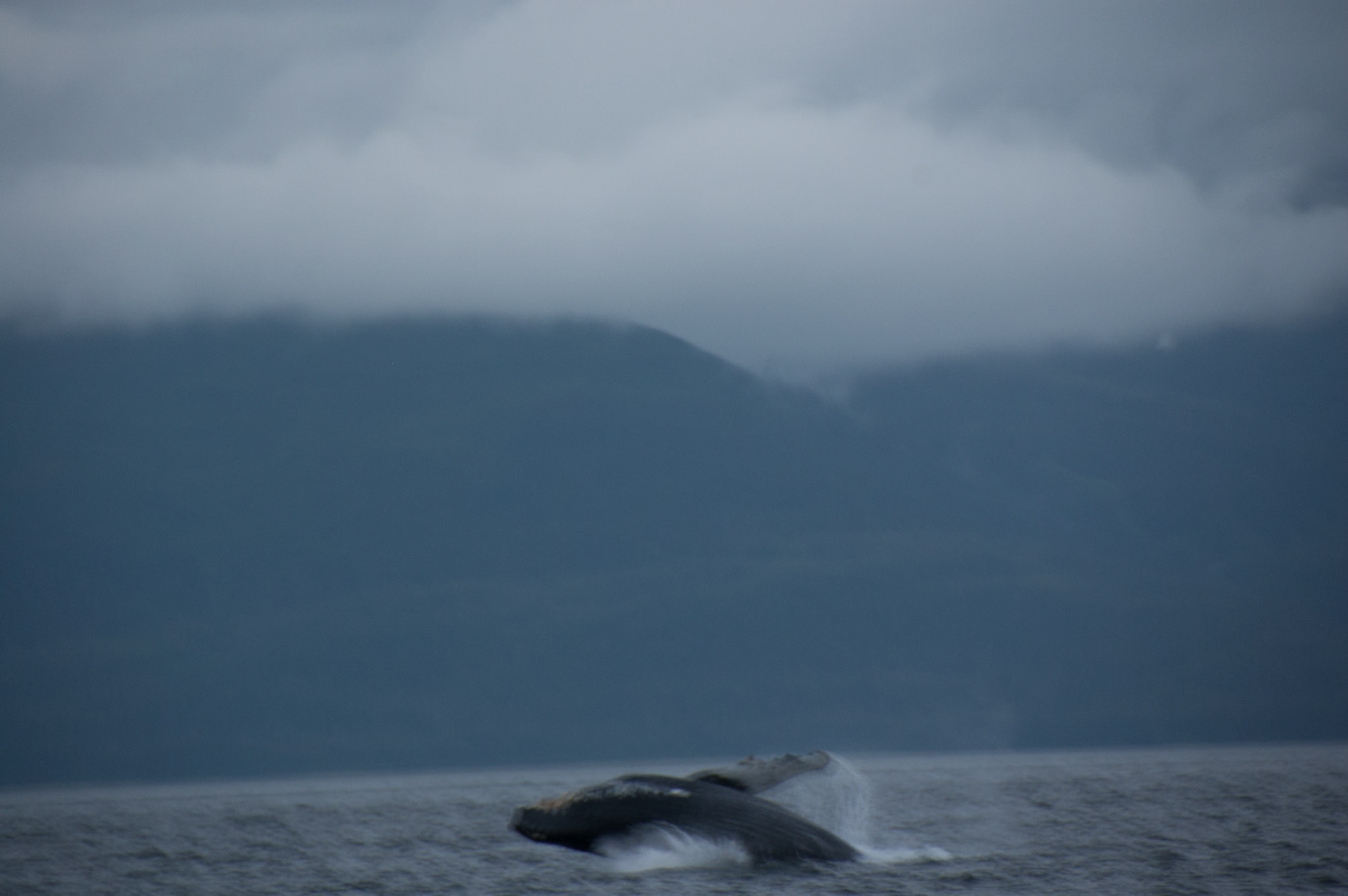 Tom's Land and Sea Safari-photography workshop