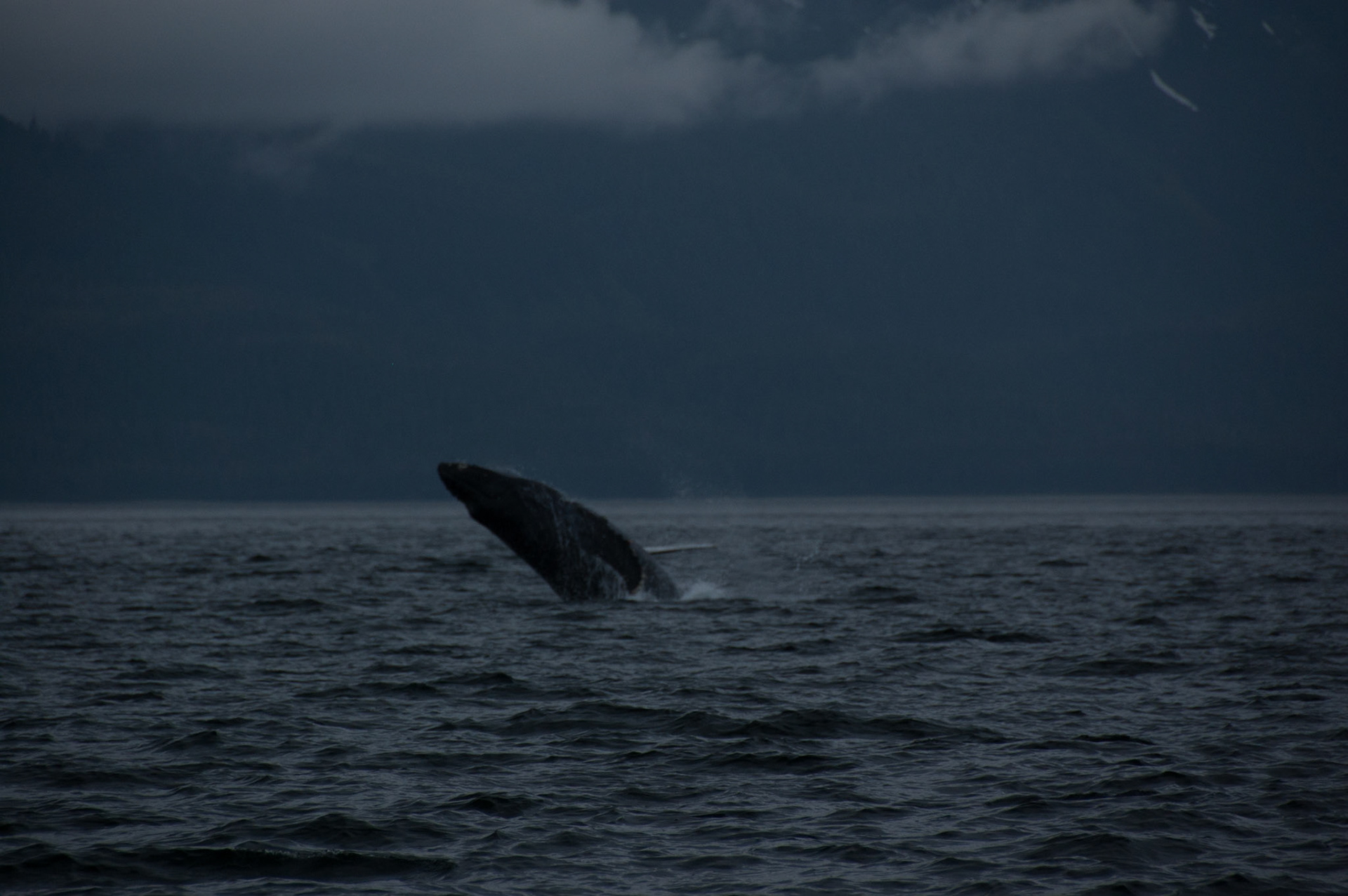 Tom's Land and Sea Safari-photography workshop