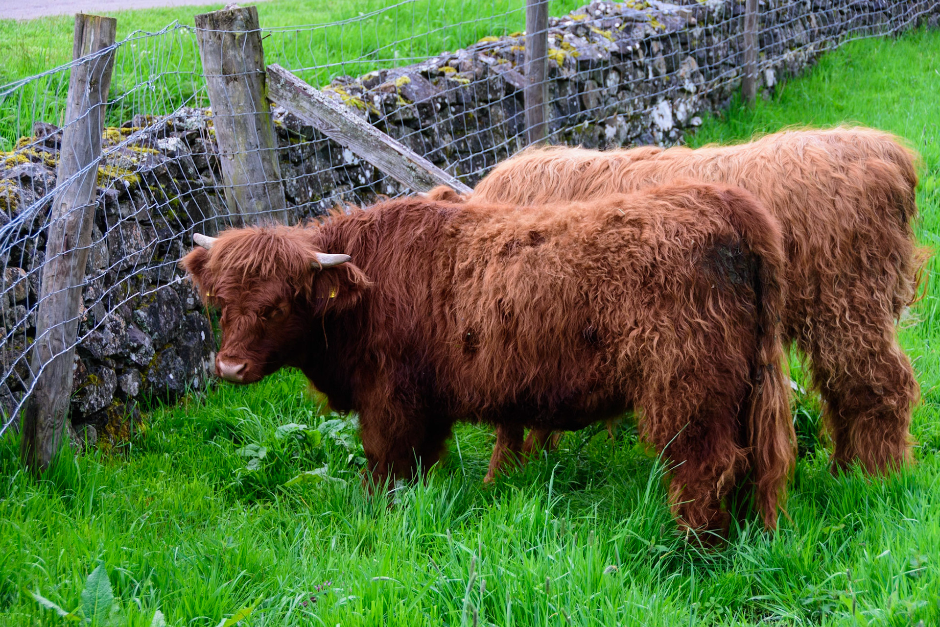 Highland Folk Museum