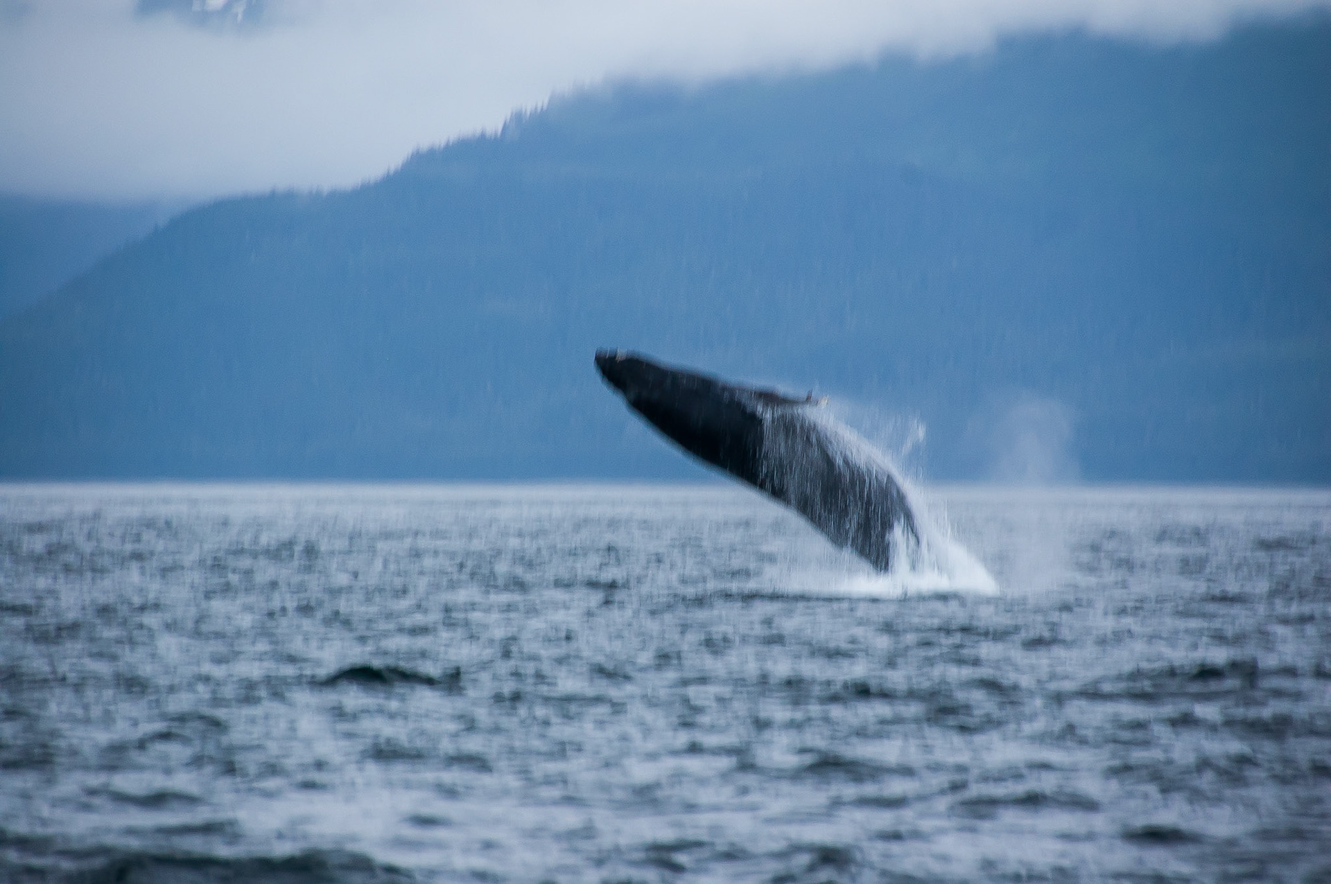 Tom's Land and Sea Safari-photography workshop