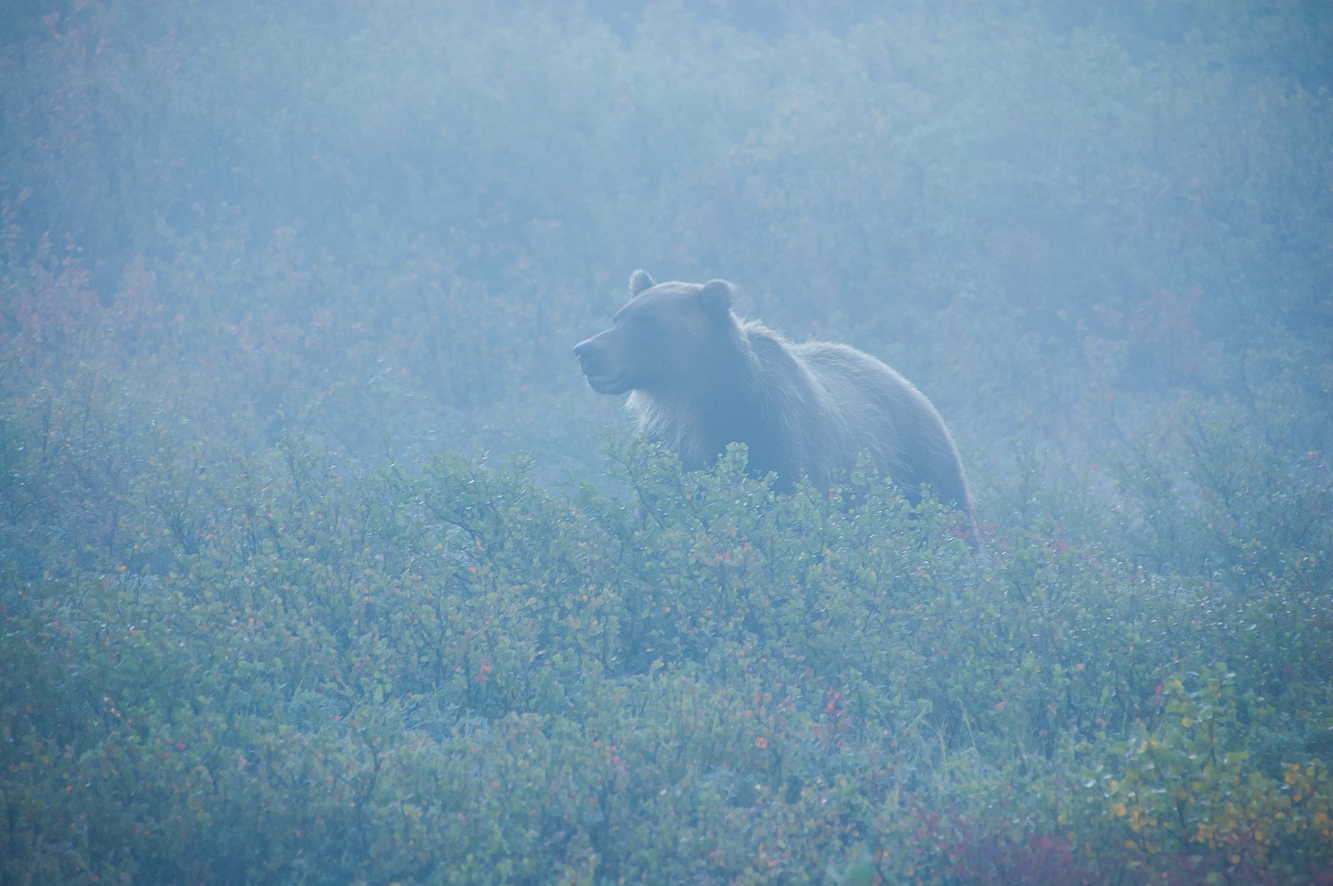 Bear in Denali park