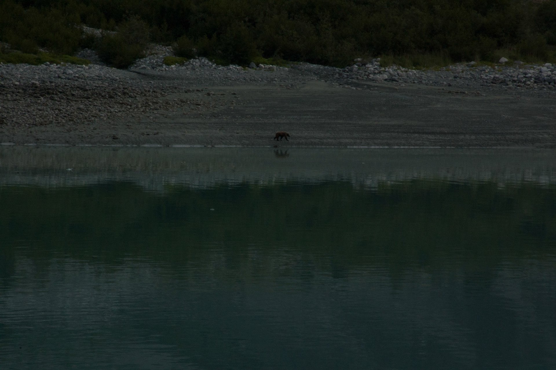 Bear in Glacier Bay