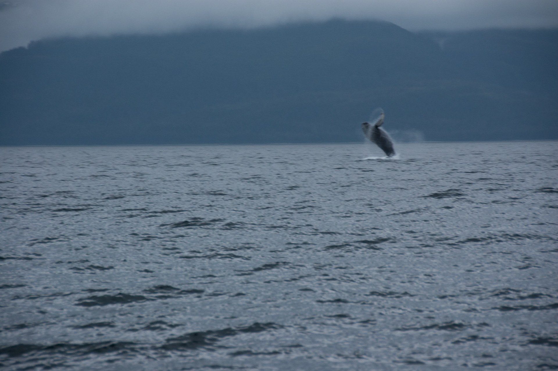 Tom's Land and Sea Safari-photography workshop