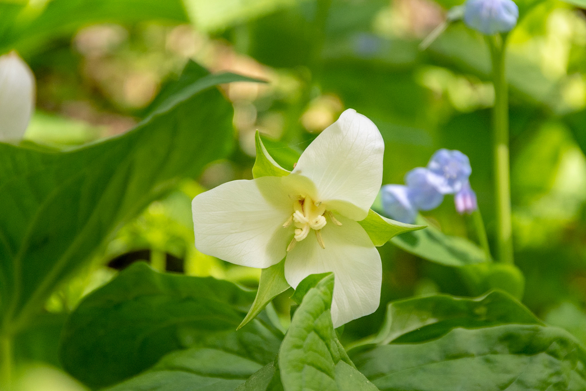 White Trillium