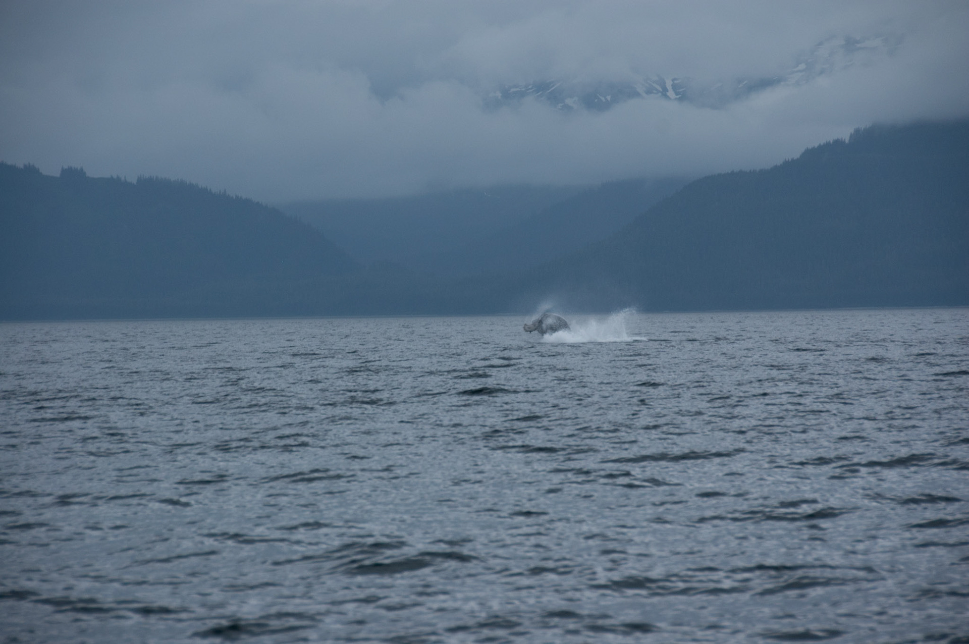 Tom's Land and Sea Safari-photography workshop