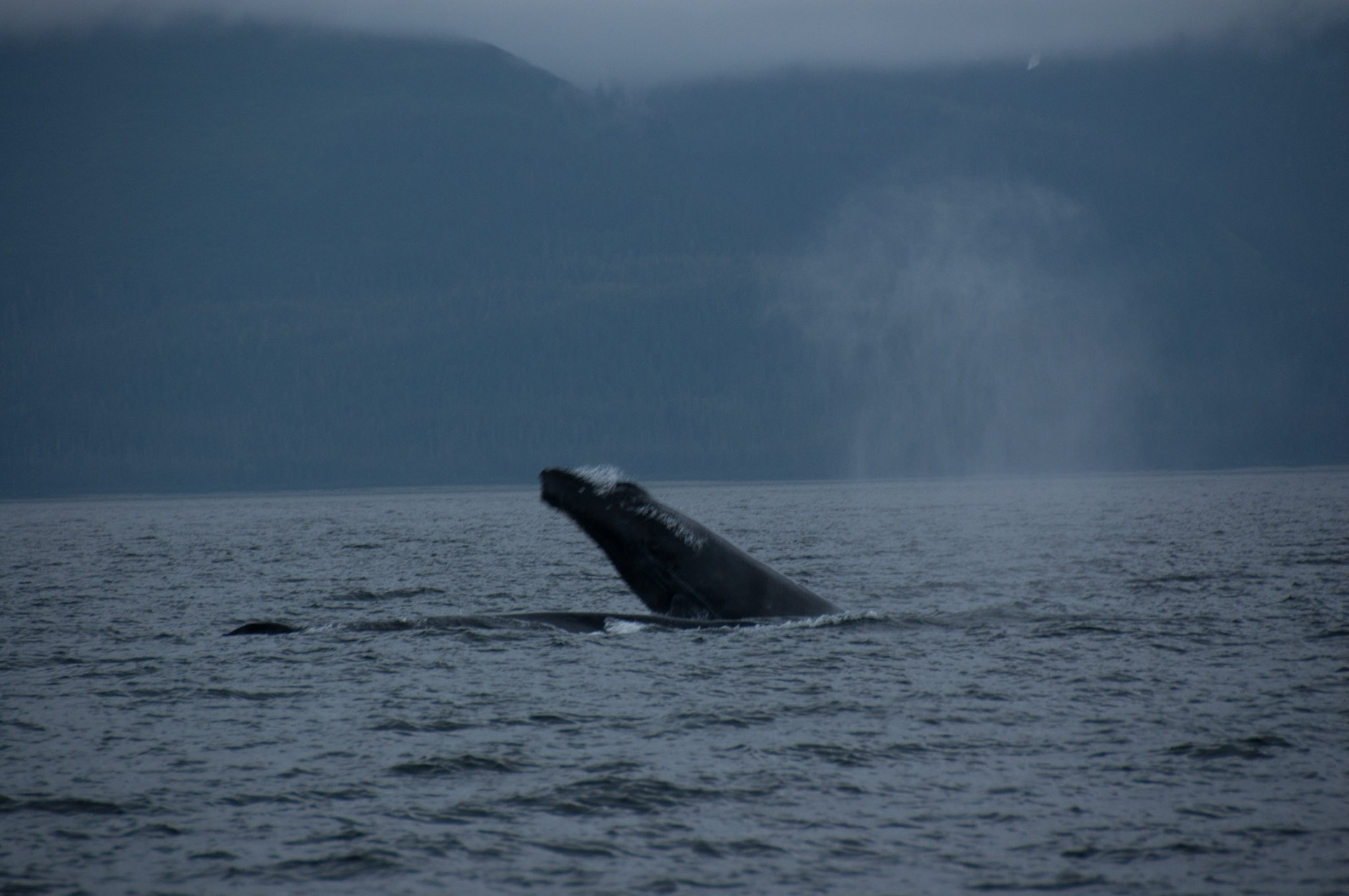 Tom's Land and Sea Safari-photography workshop