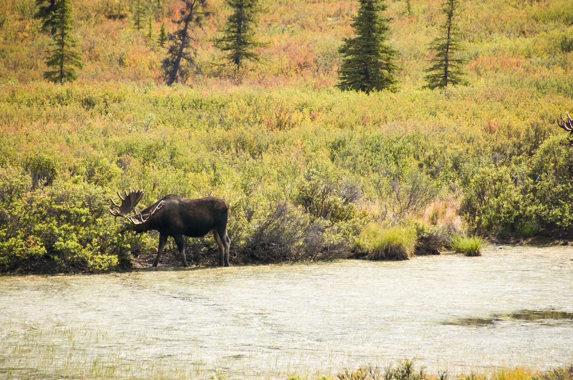 Moose in Denali Park