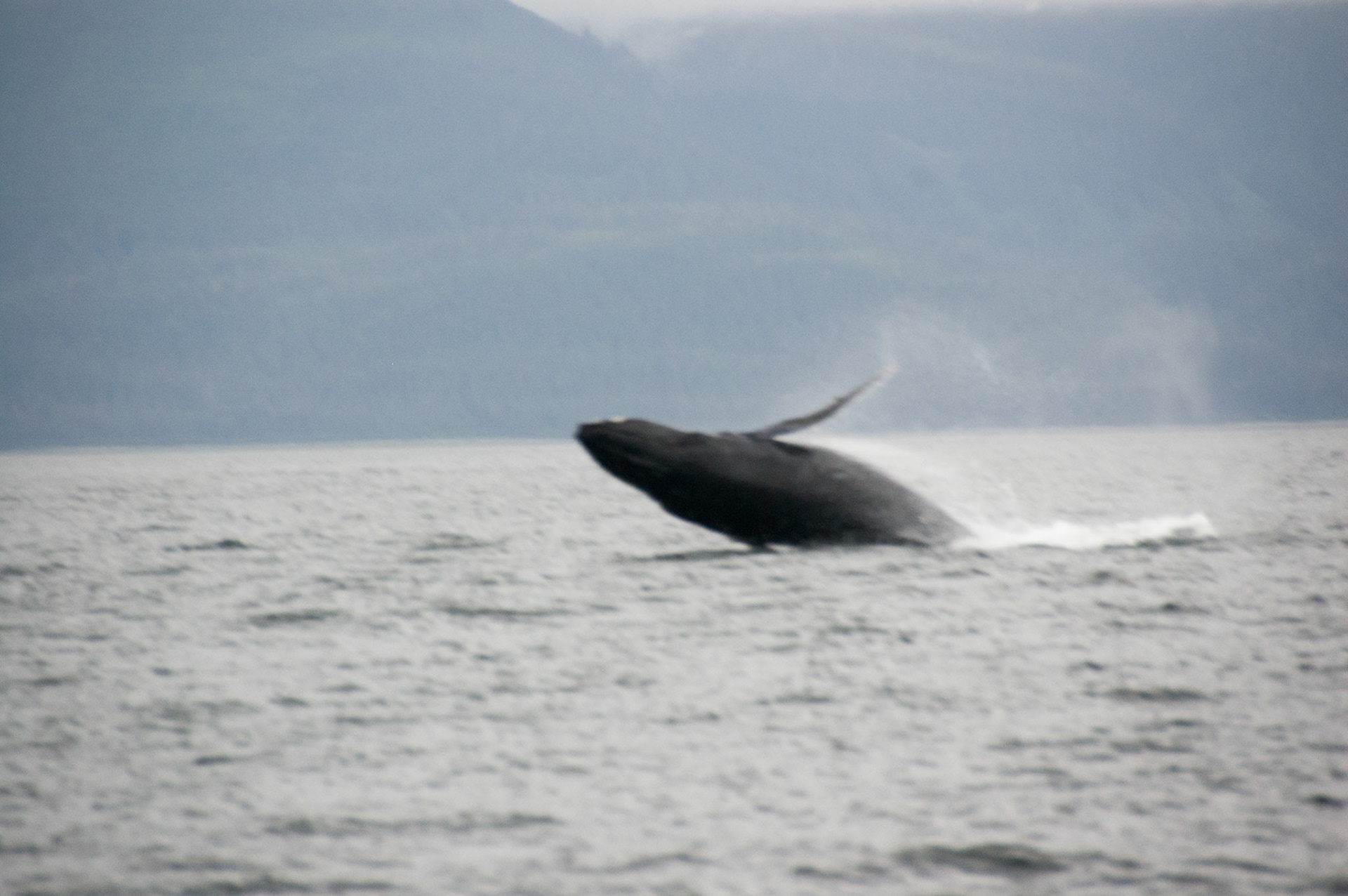 Tom's Land and Sea Safari-photography workshop