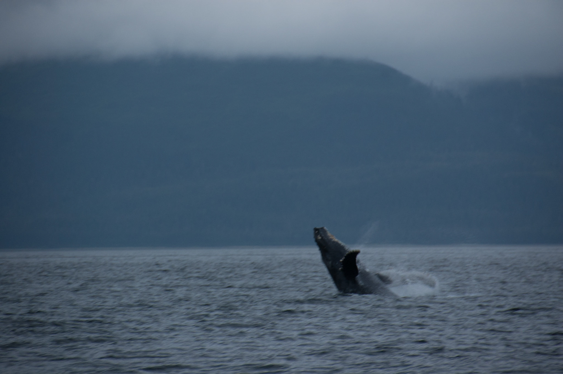 Tom's Land and Sea Safari-photography workshop