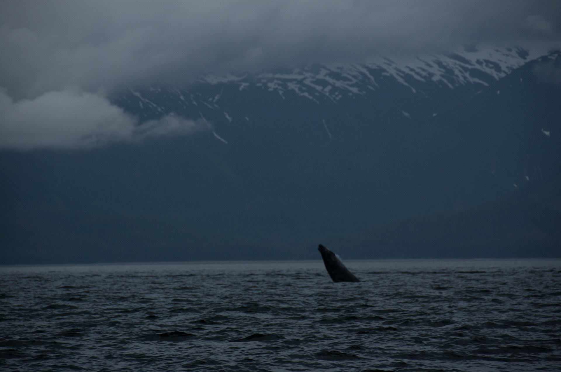 Tom's Land and Sea Safari-photography workshop