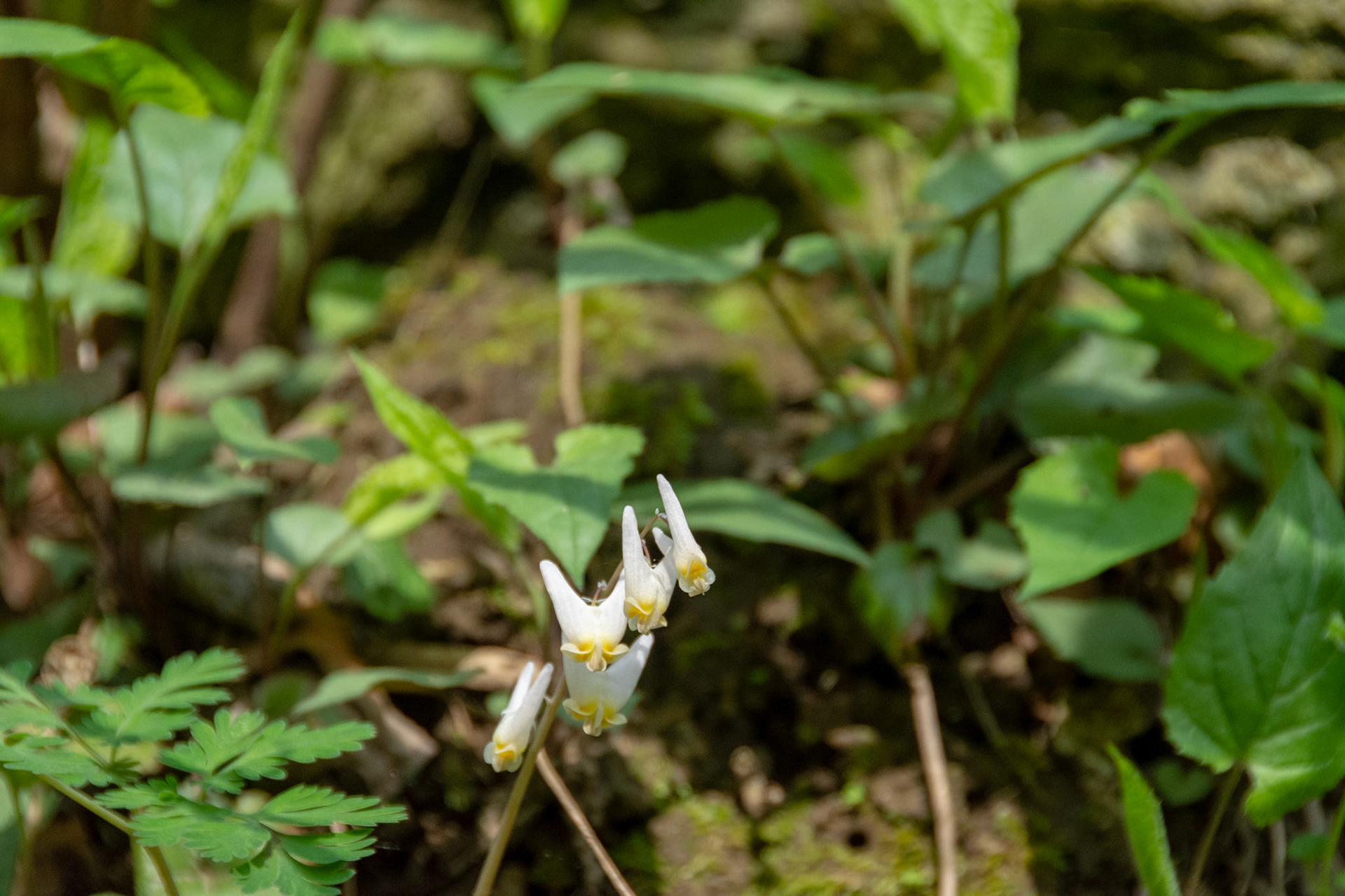 Dutchmans Breeches
