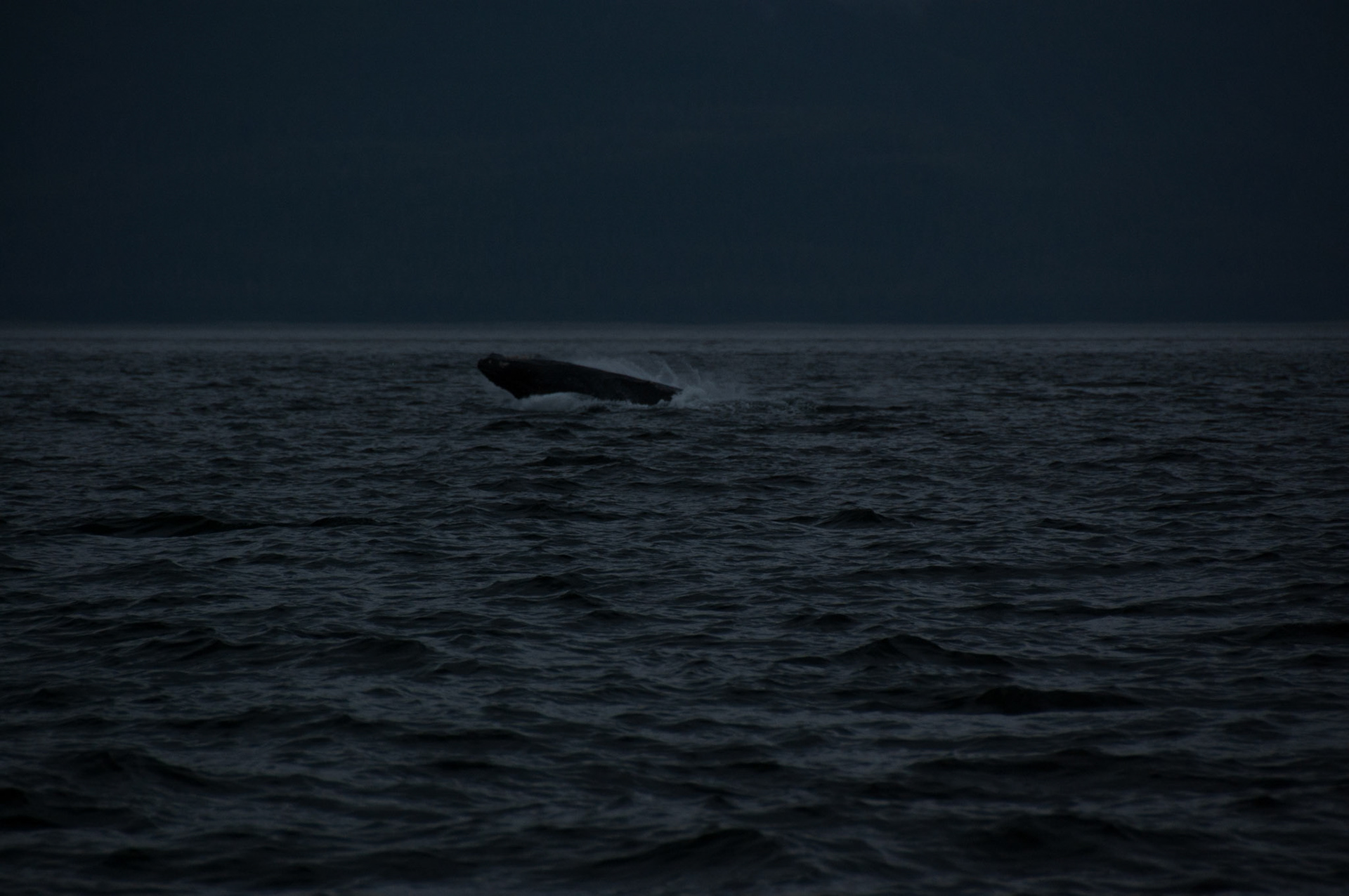 Tom's Land and Sea Safari-photography workshop