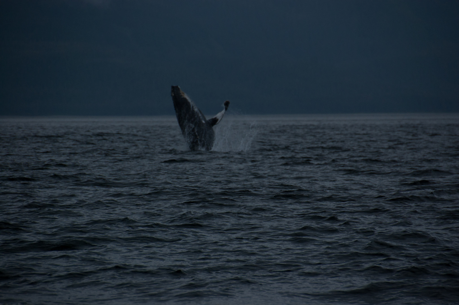 Tom's Land and Sea Safari-photography workshop