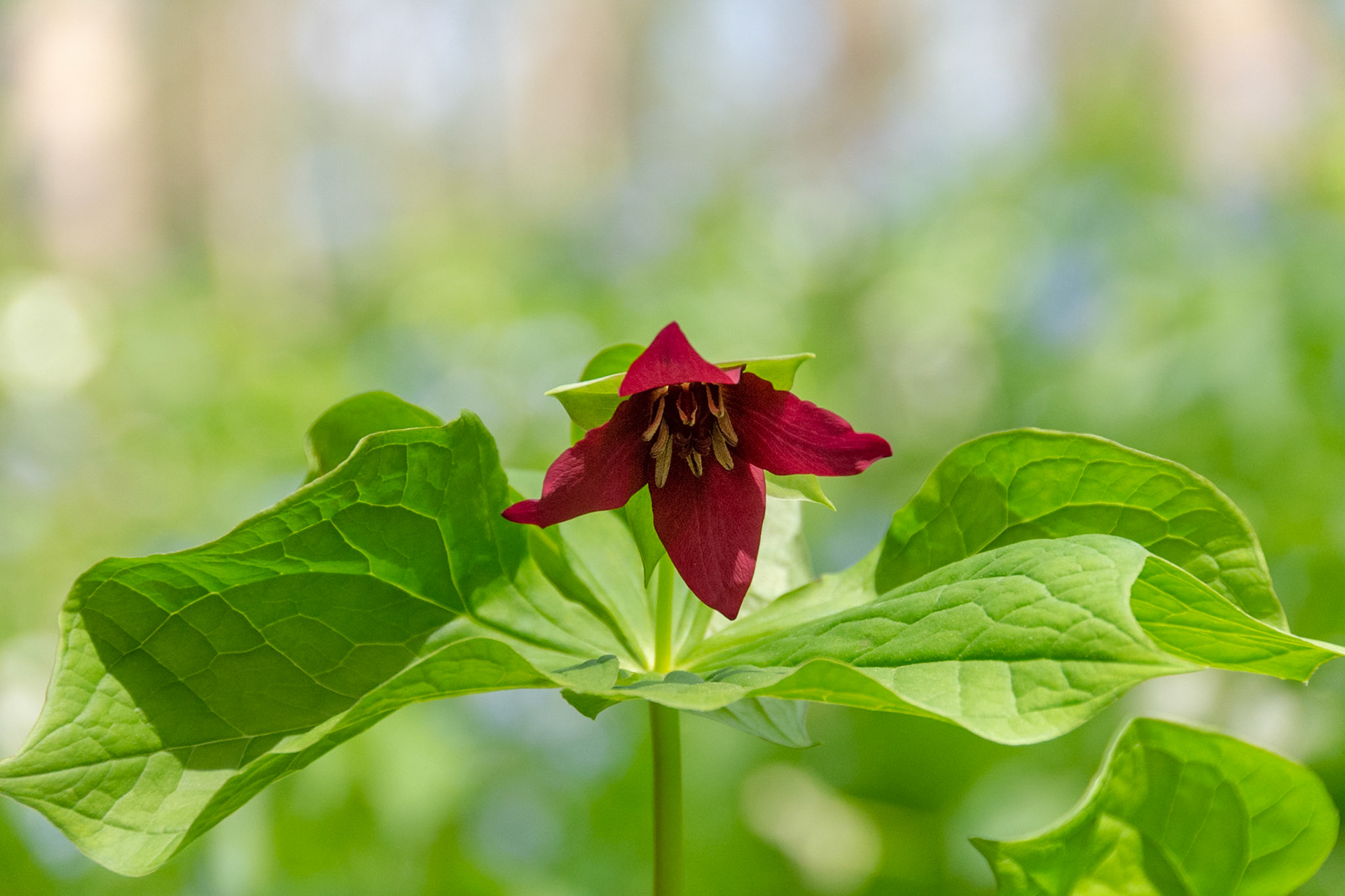 Red Trillium