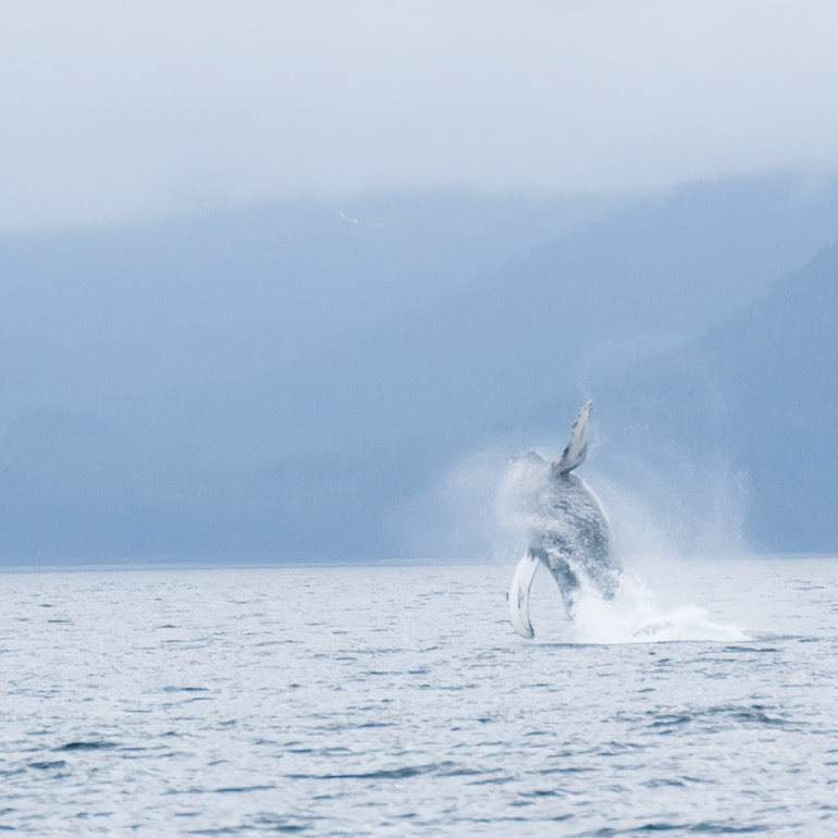 Tom's Land and Sea Safari-photography workshop