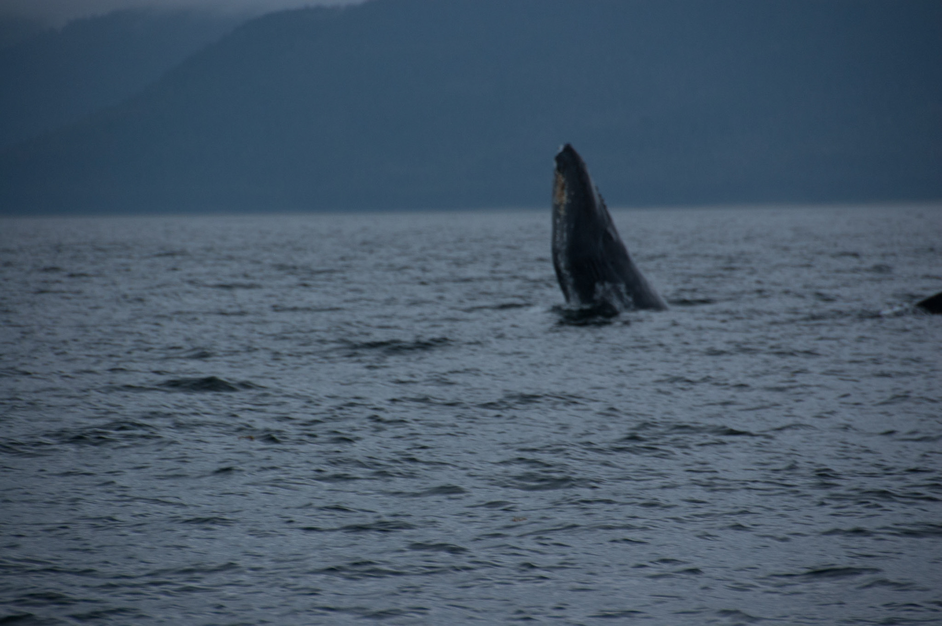 Tom's Land and Sea Safari-photography workshop