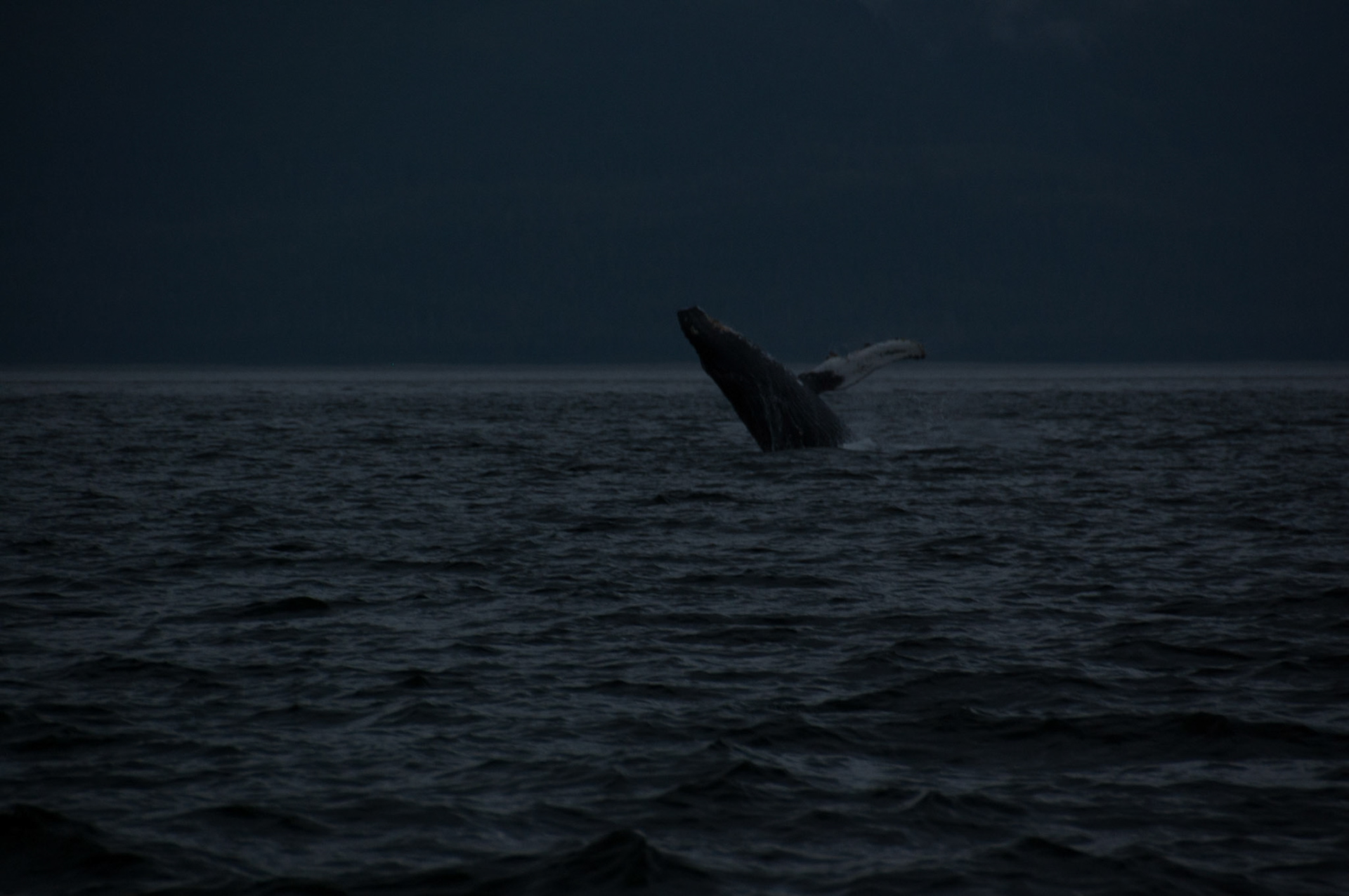 Tom's Land and Sea Safari-photography workshop