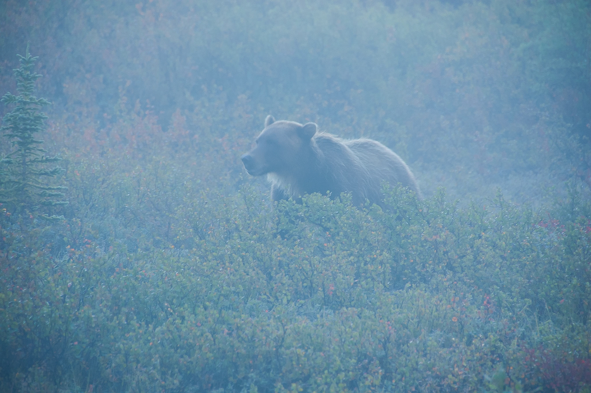 Bear in Denali park