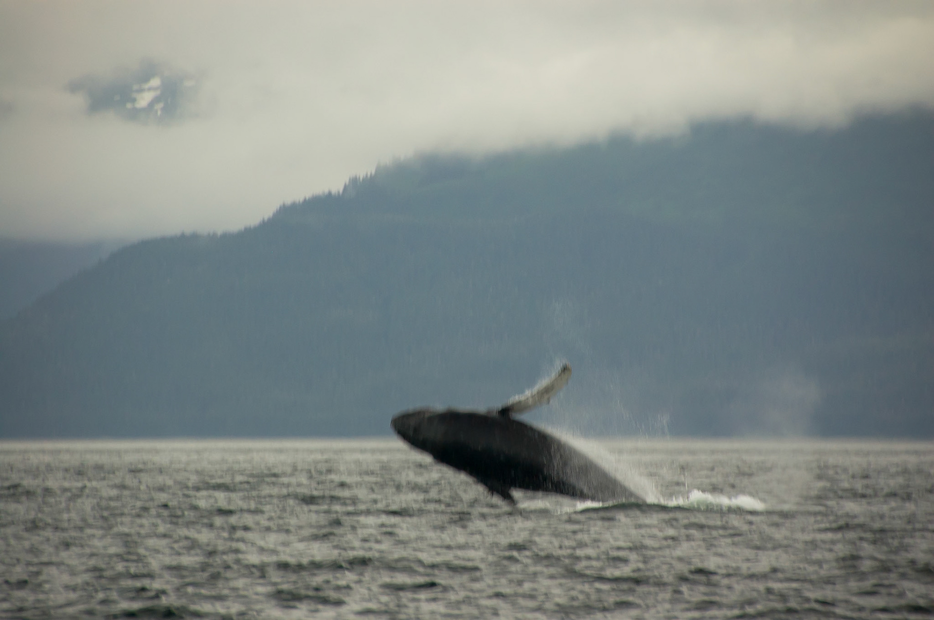 Tom's Land and Sea Safari-photography workshop