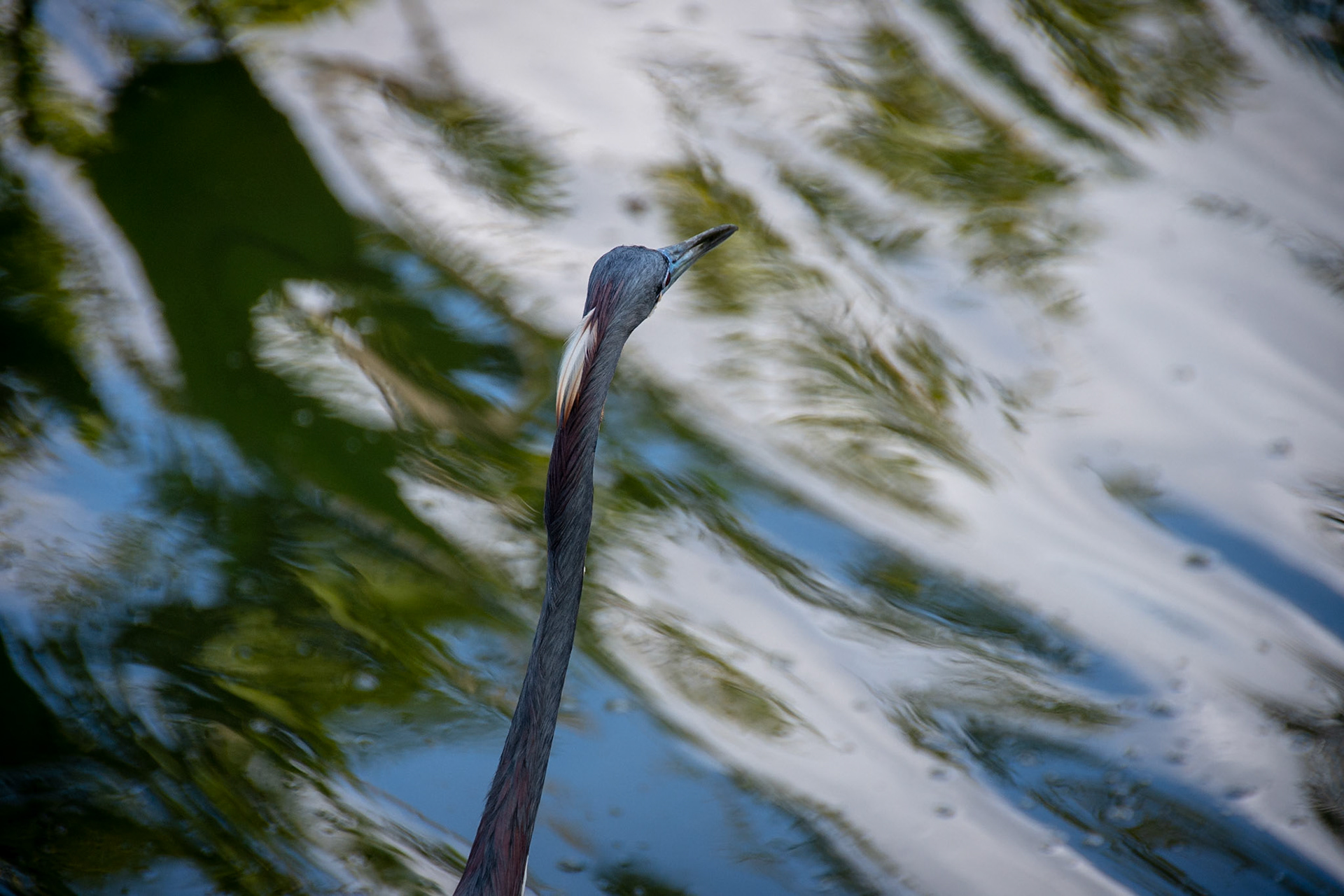 Heron