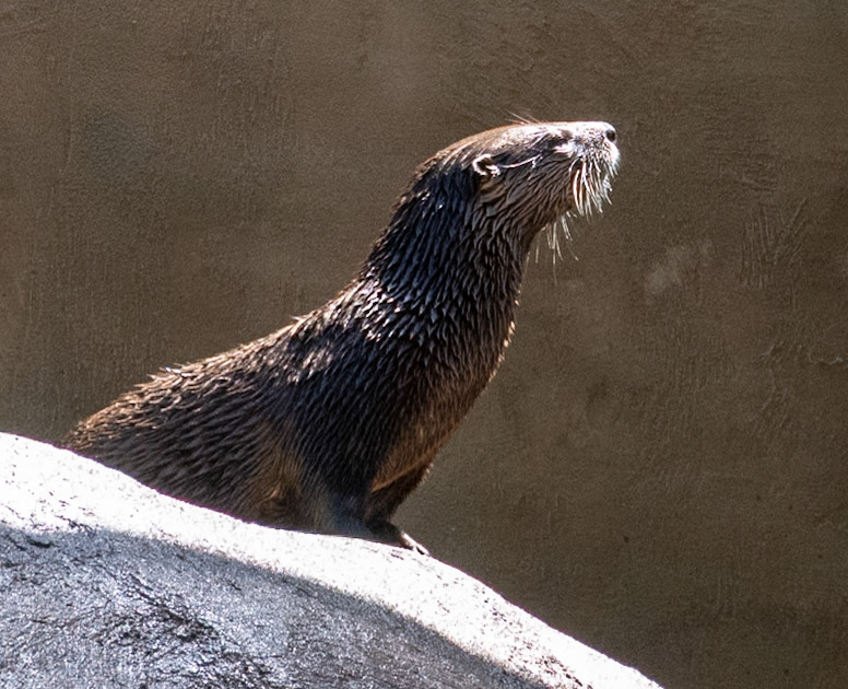River Otter