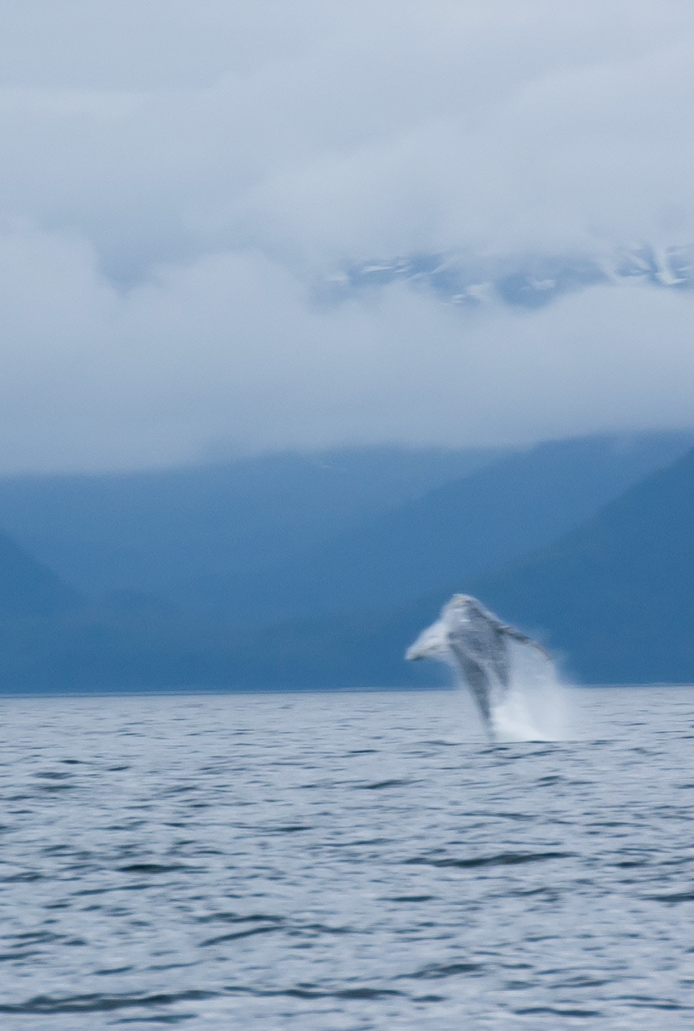 Tom's Land and Sea Safari-photography workshop