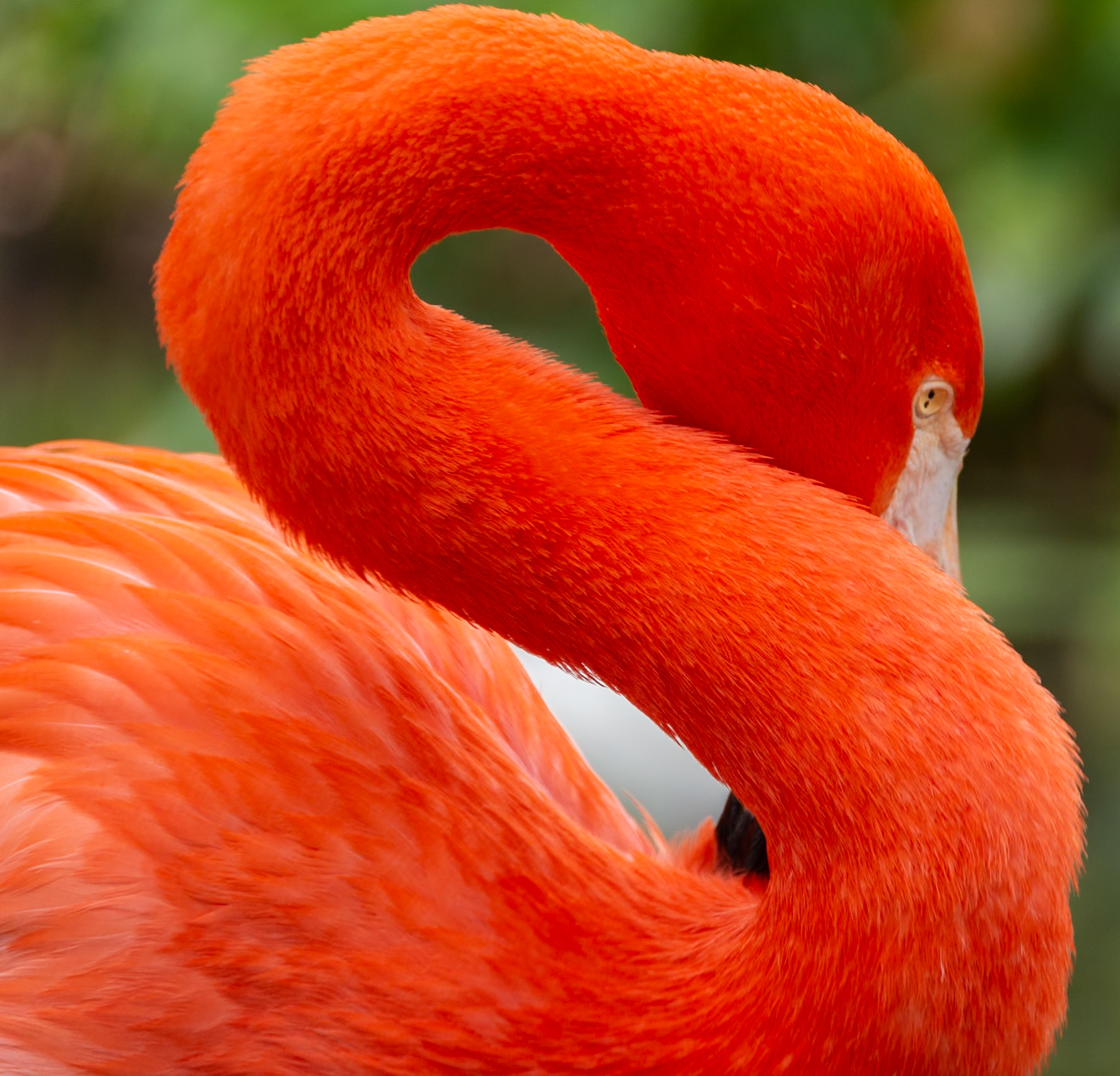 Flamingo in Compression