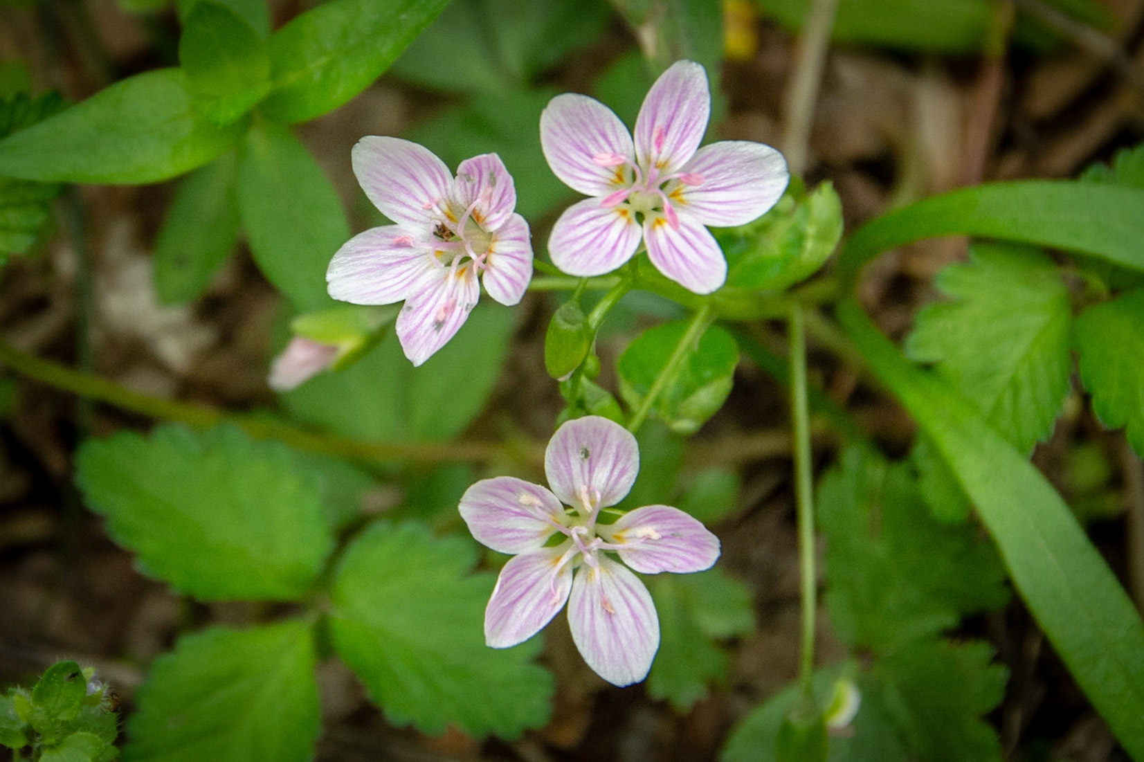 Spring Beauties