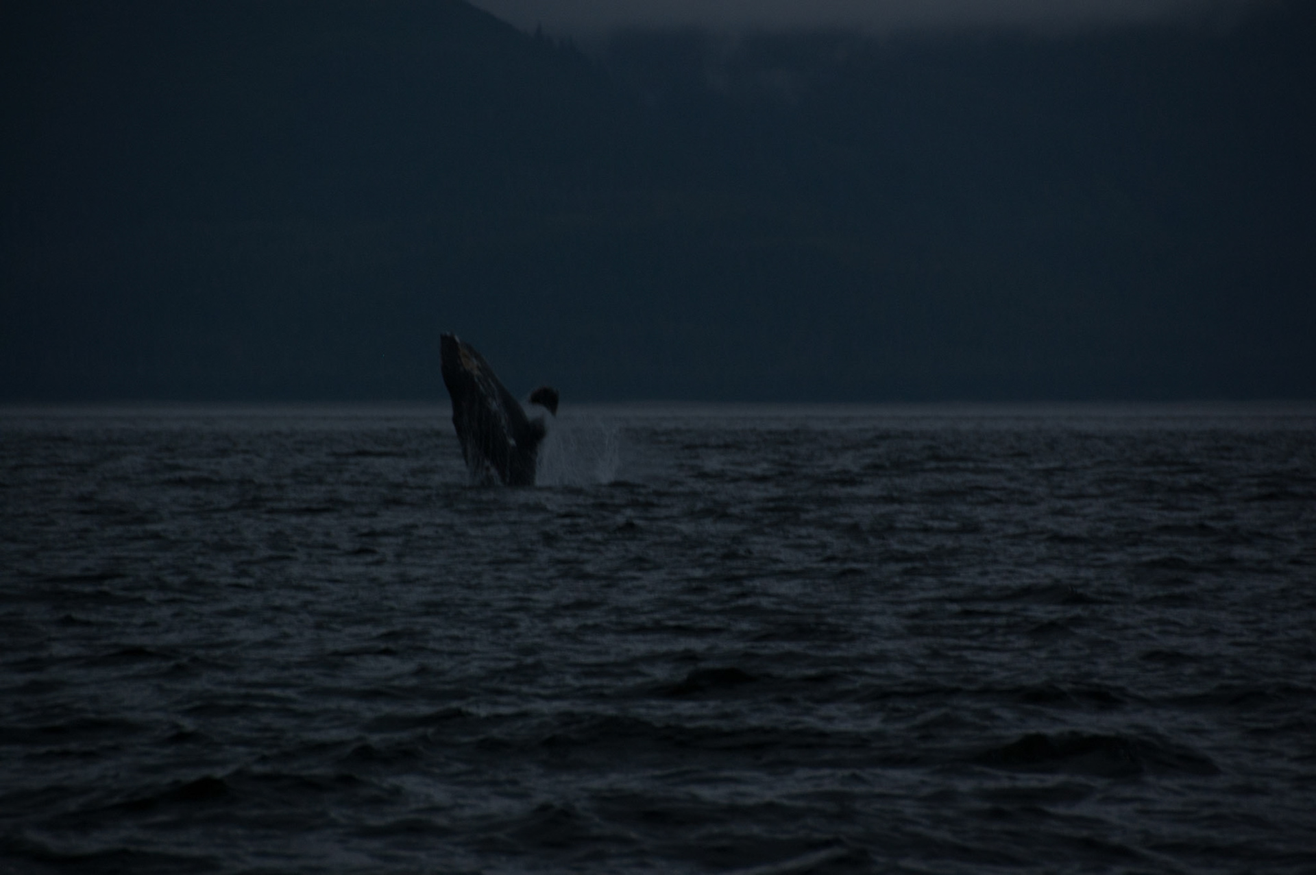 Tom's Land and Sea Safari-photography workshop