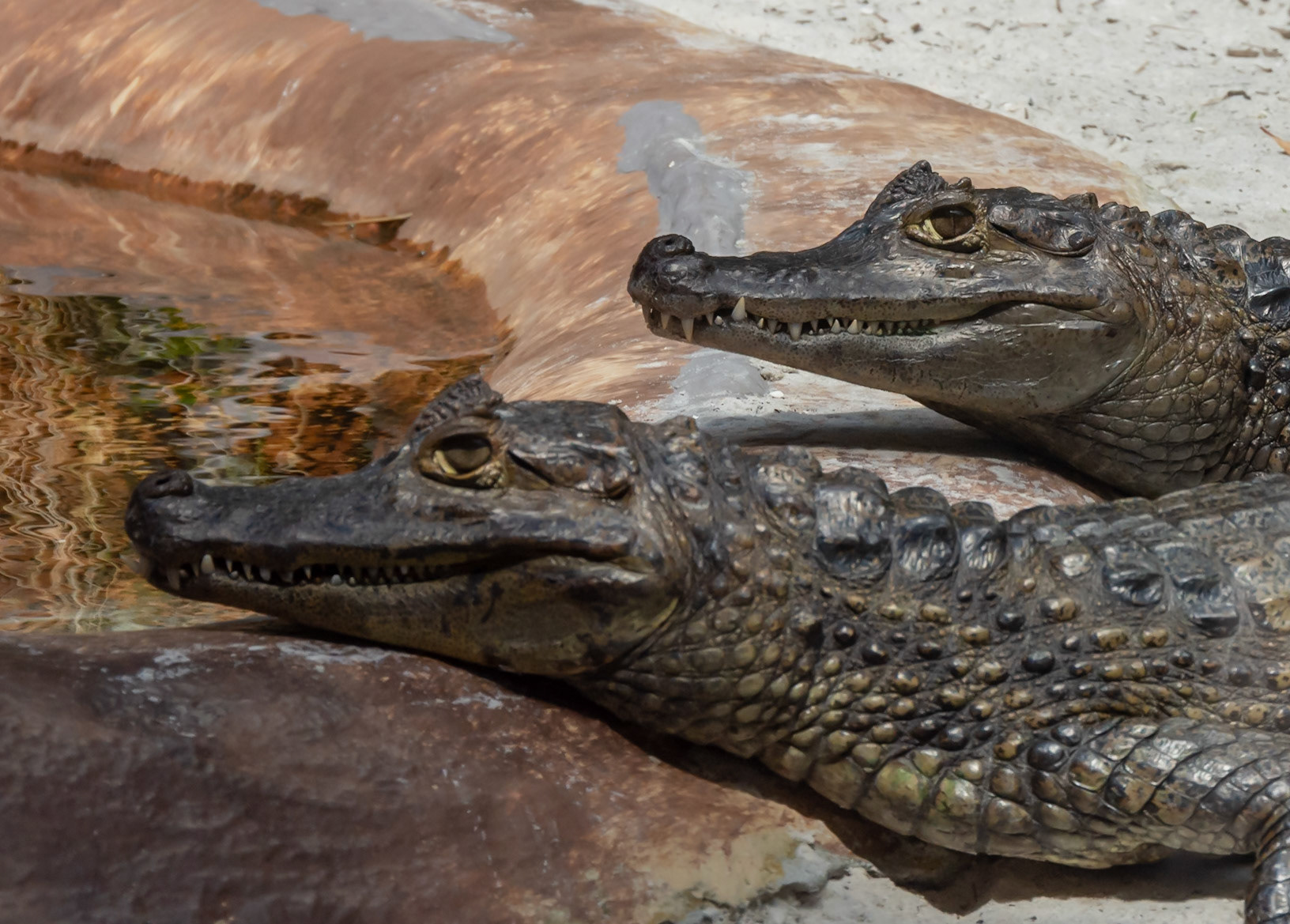 A couple of my buddies