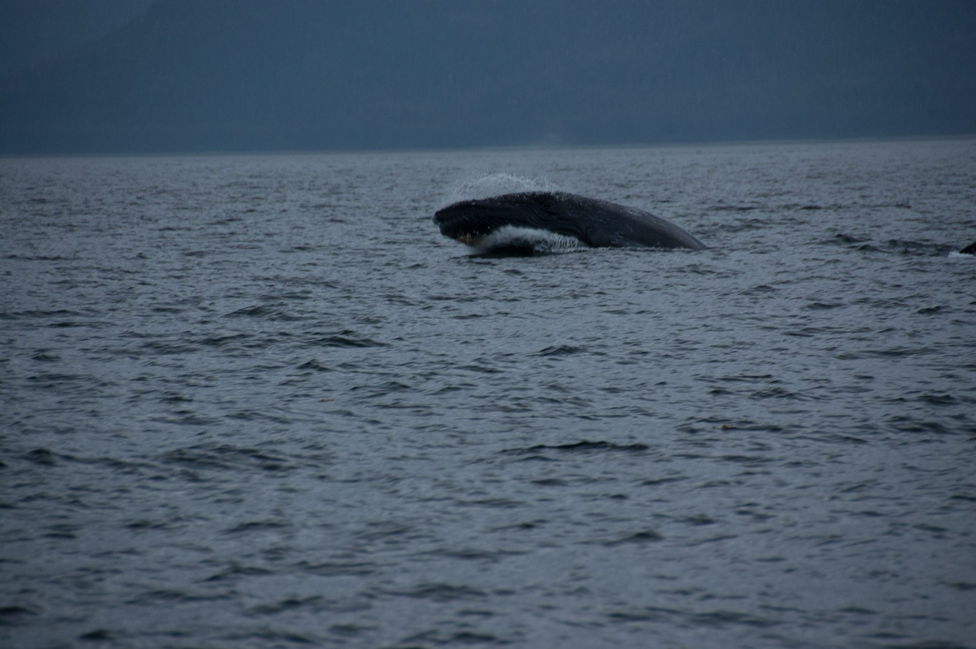 Tom's Land and Sea Safari-photography workshop