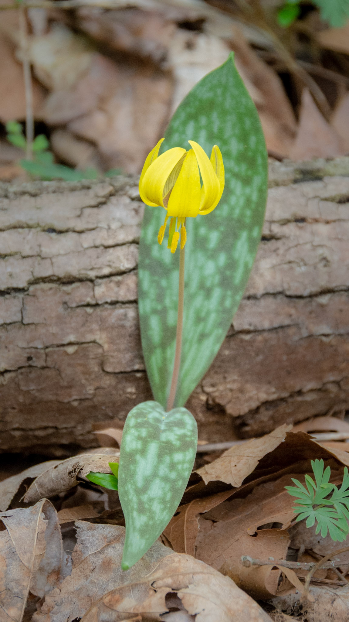 Trout Lilly
