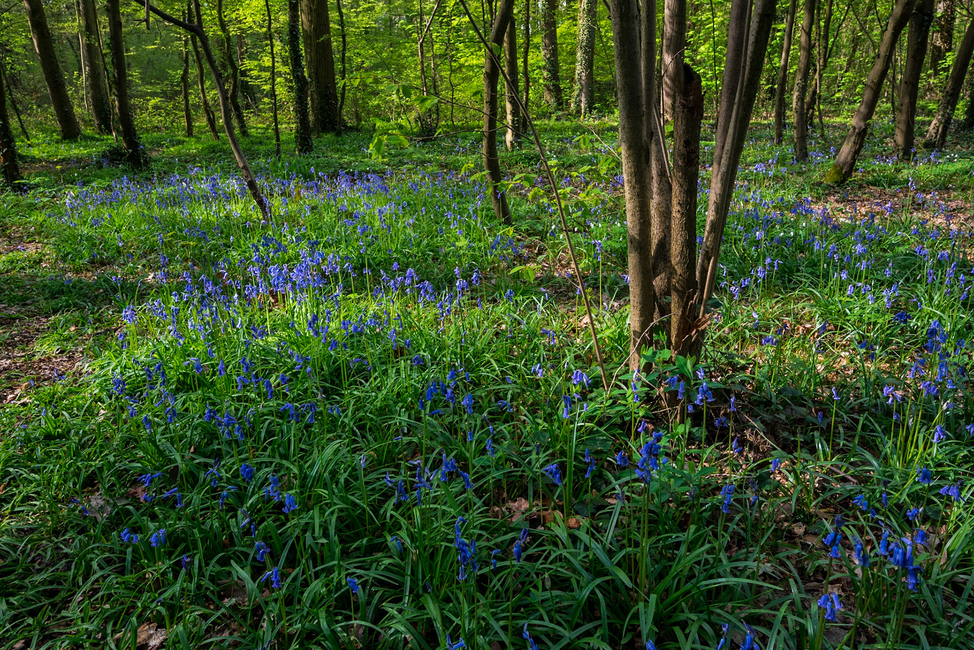 Jacinthe des bois, Ile-de-France, France