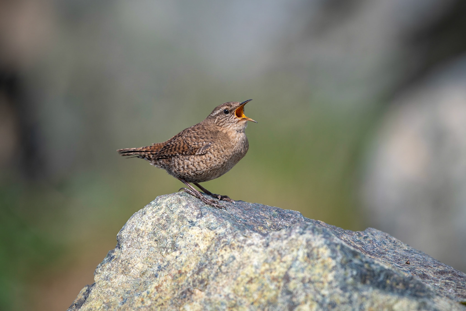 Eurasian Wren, Unst, Shetland Islands