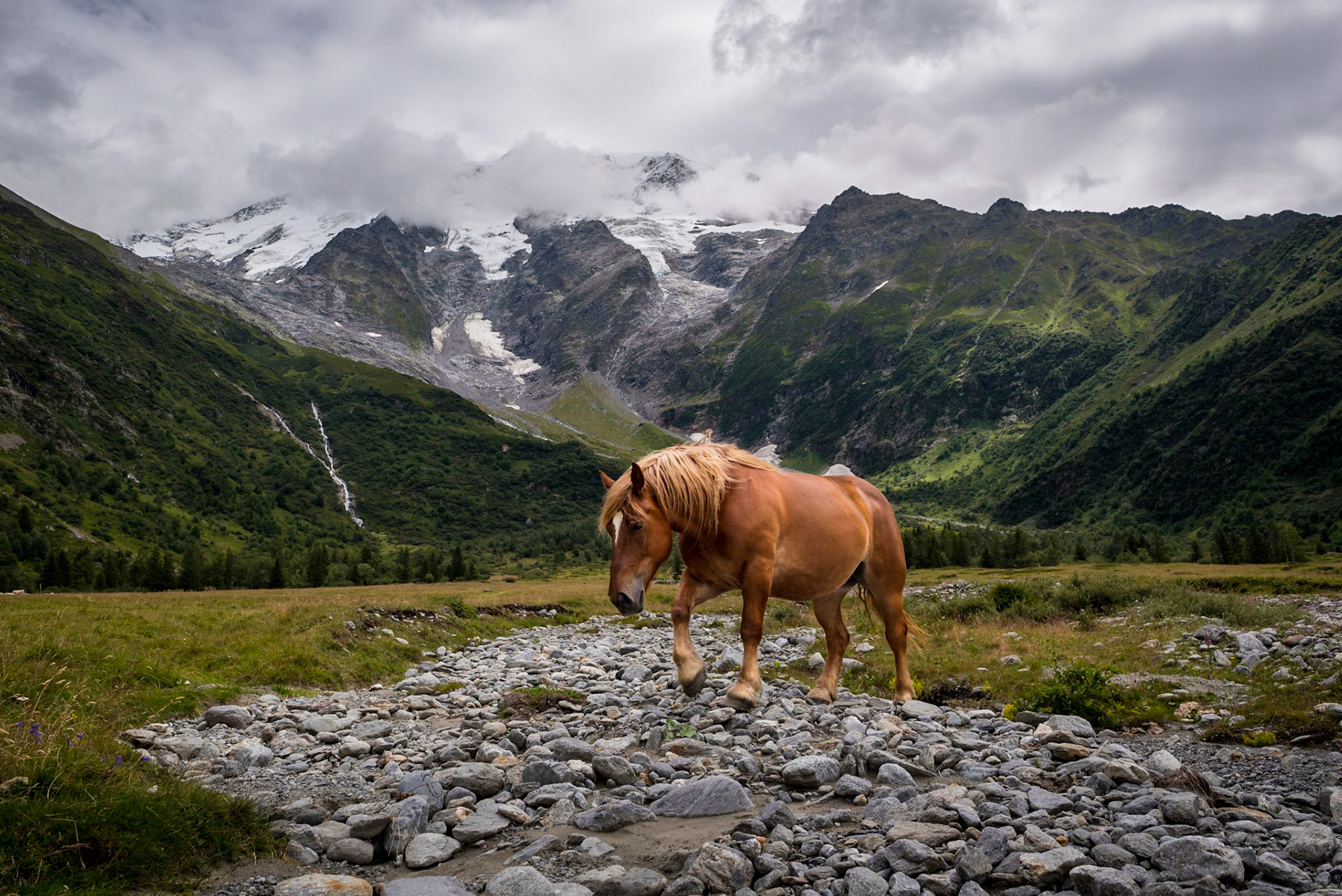 Cheval aux chalets de Miage, Alpes
