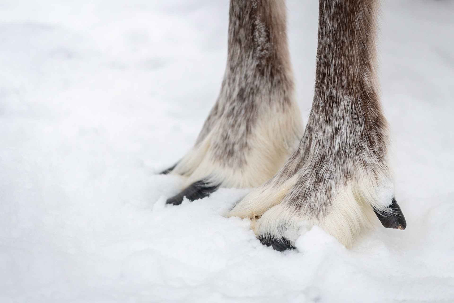 Reindeer paws, Lapland, Finland