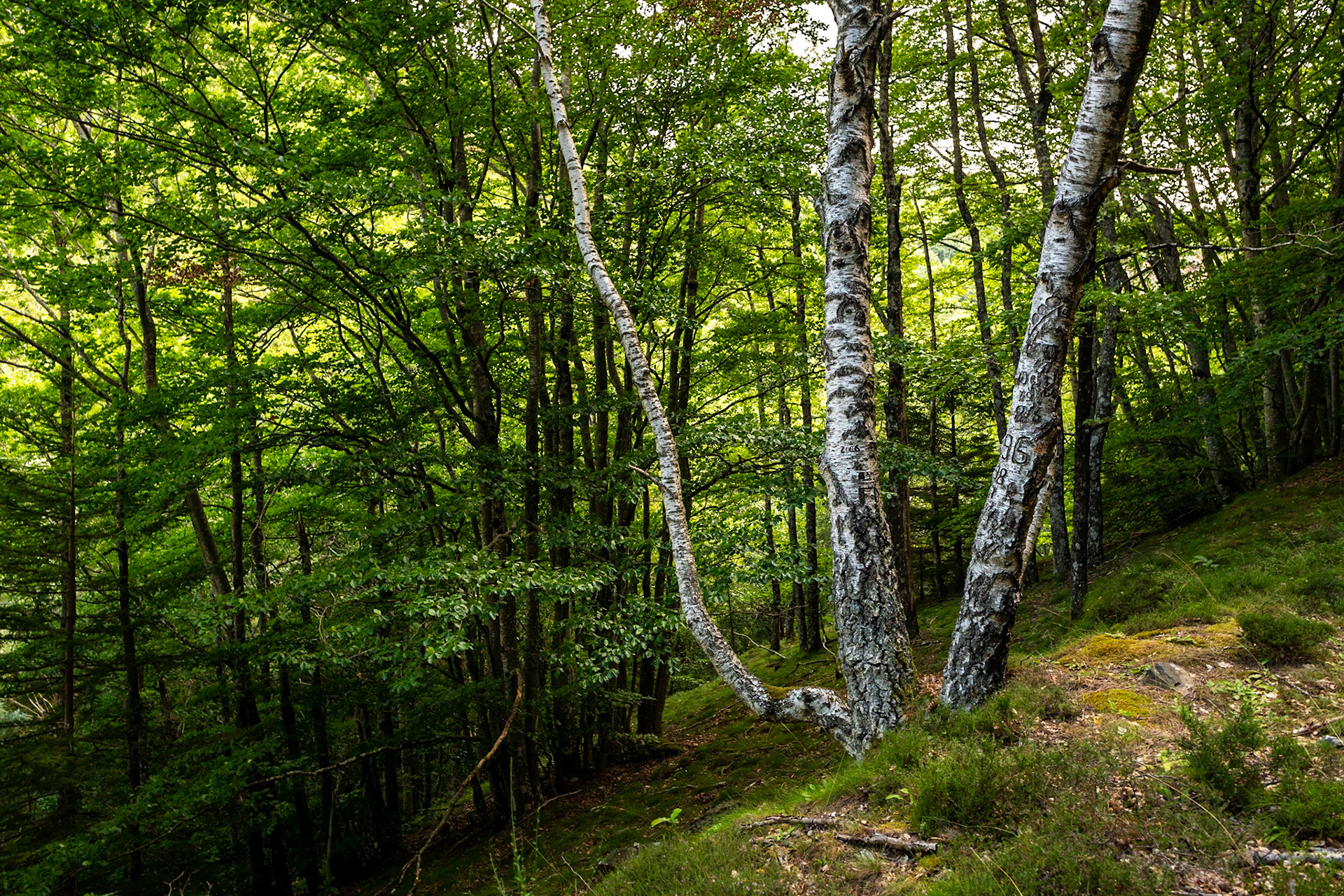 Sentier de Broussous, Lozère, France