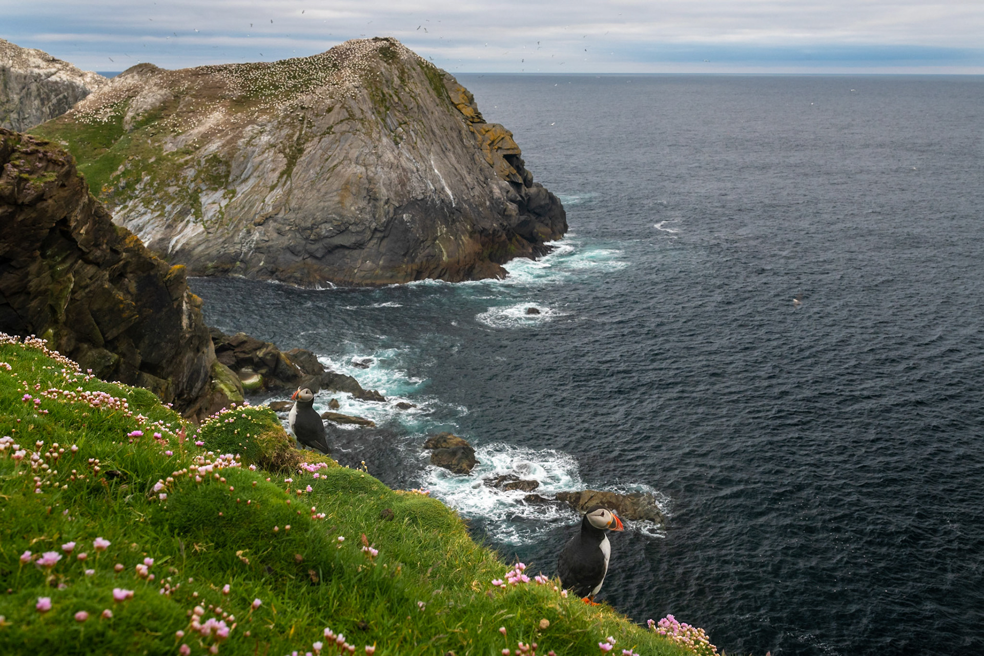 Puffins in Hermaness, Unst, Shetland Islands