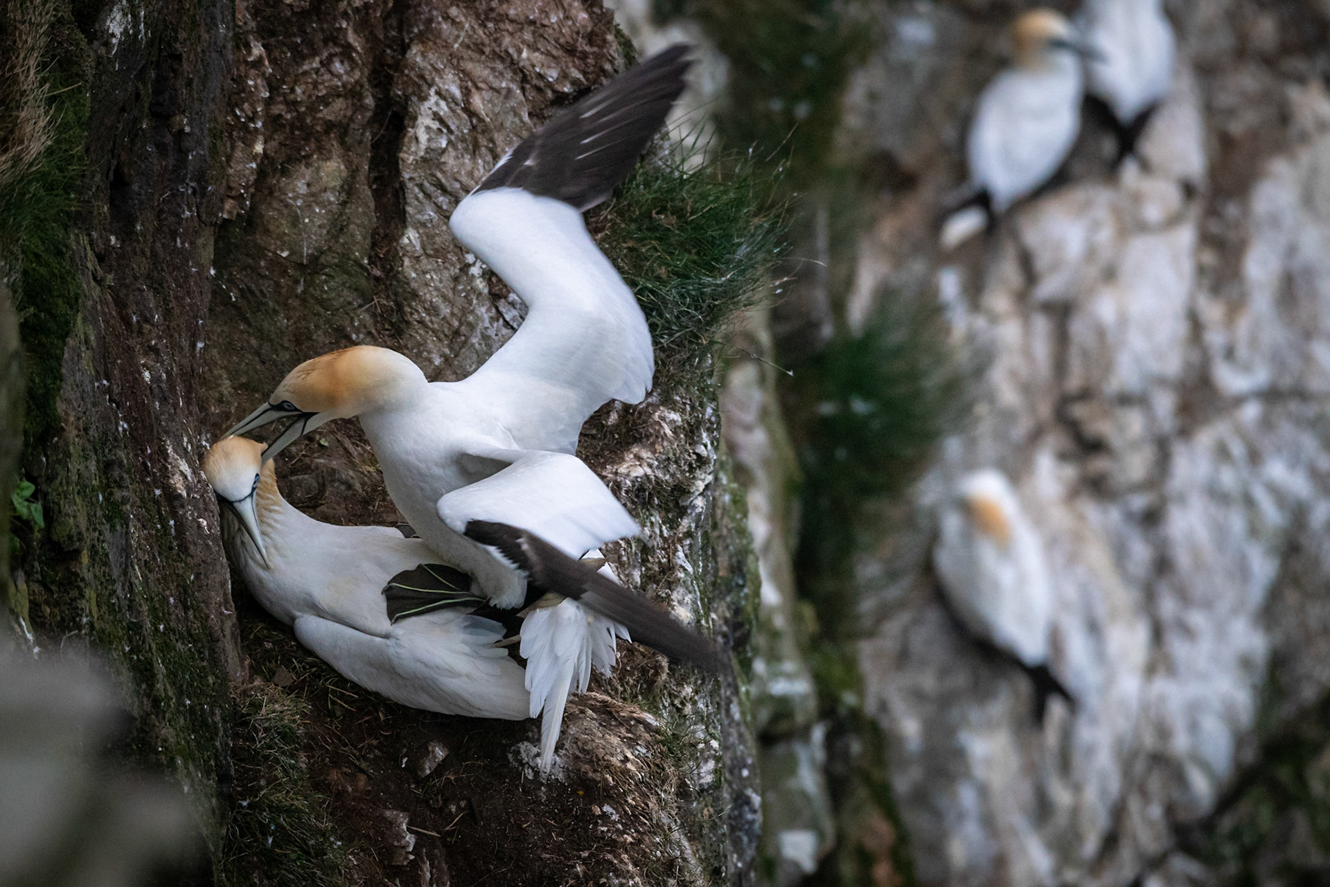 Northern gannets mating, Unst, Shetland Islands
