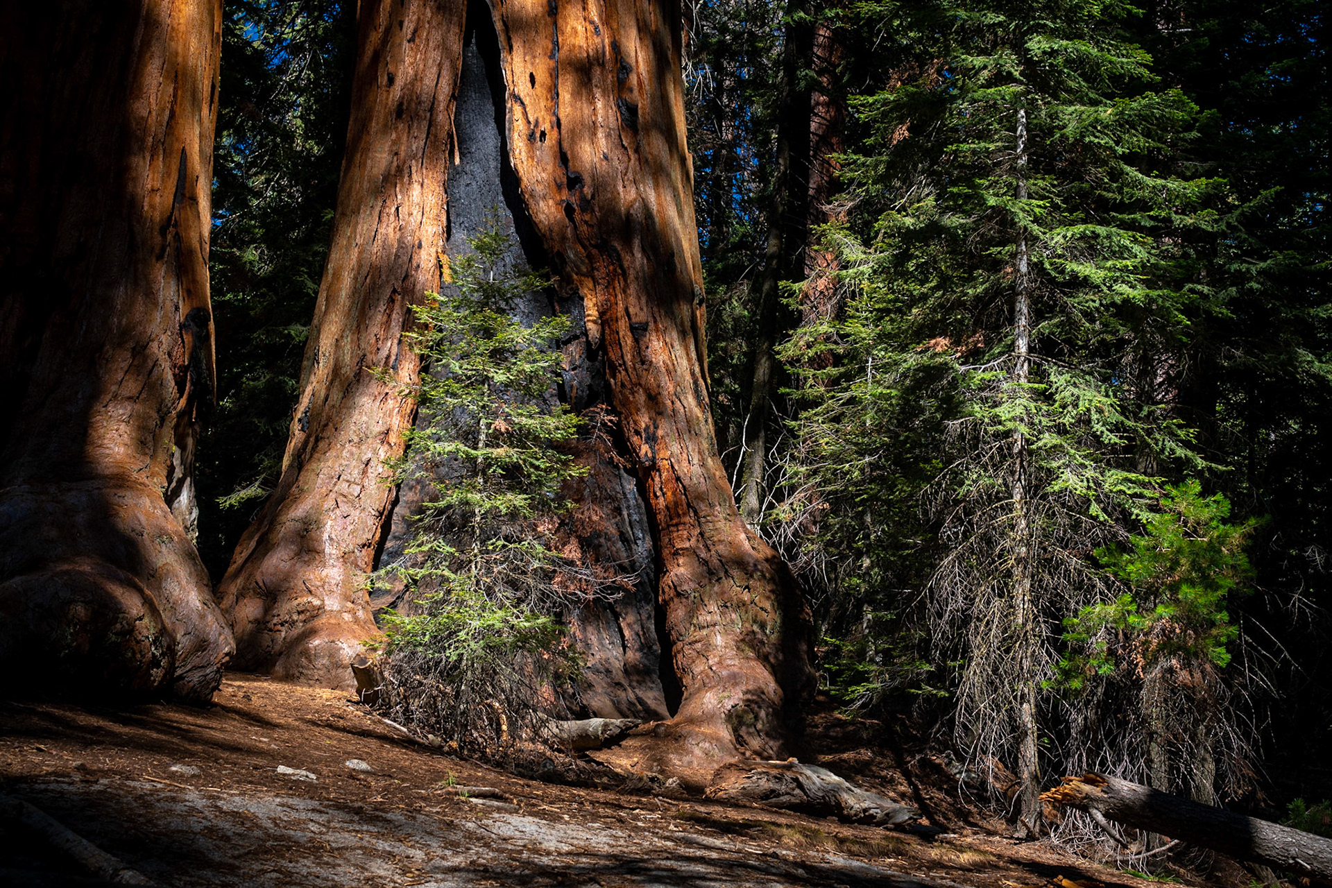 The Congress Trail, Sequoia NP, California