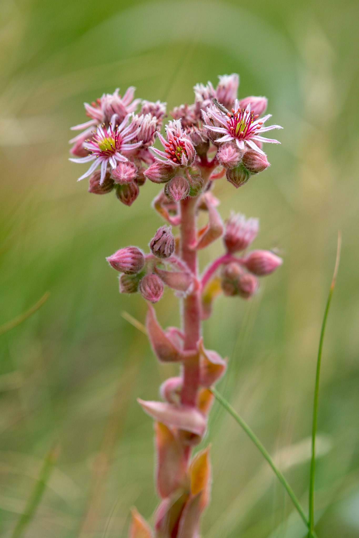 Joubarbe, Haute Maurienne Vanoise, France