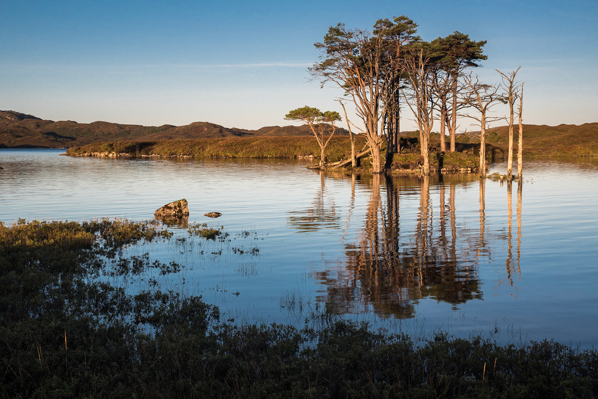 Scot Pine, Loch Assynt, Scottish Highlands