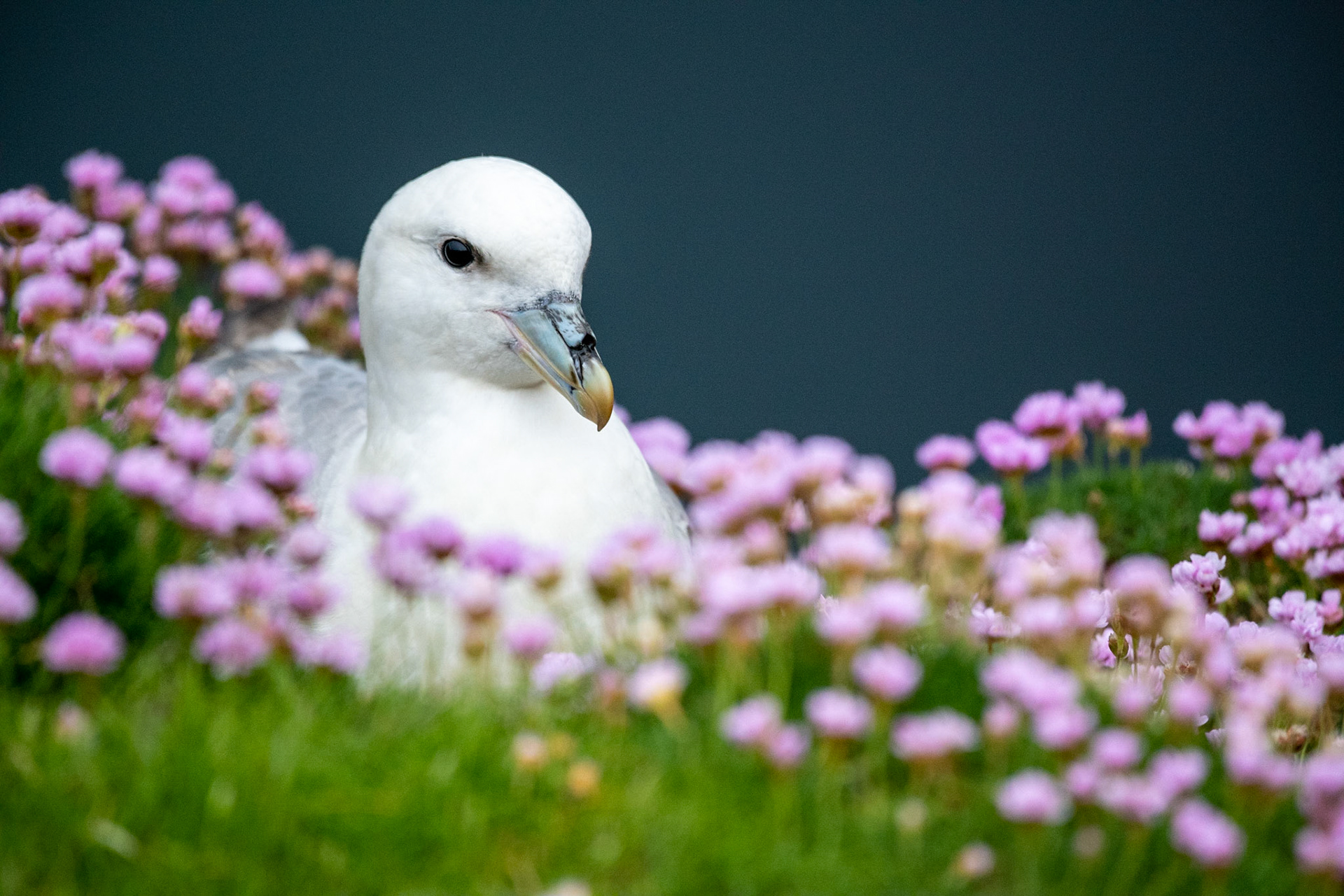 Northern fulmar, Sumburgh Head, Shetland Islands