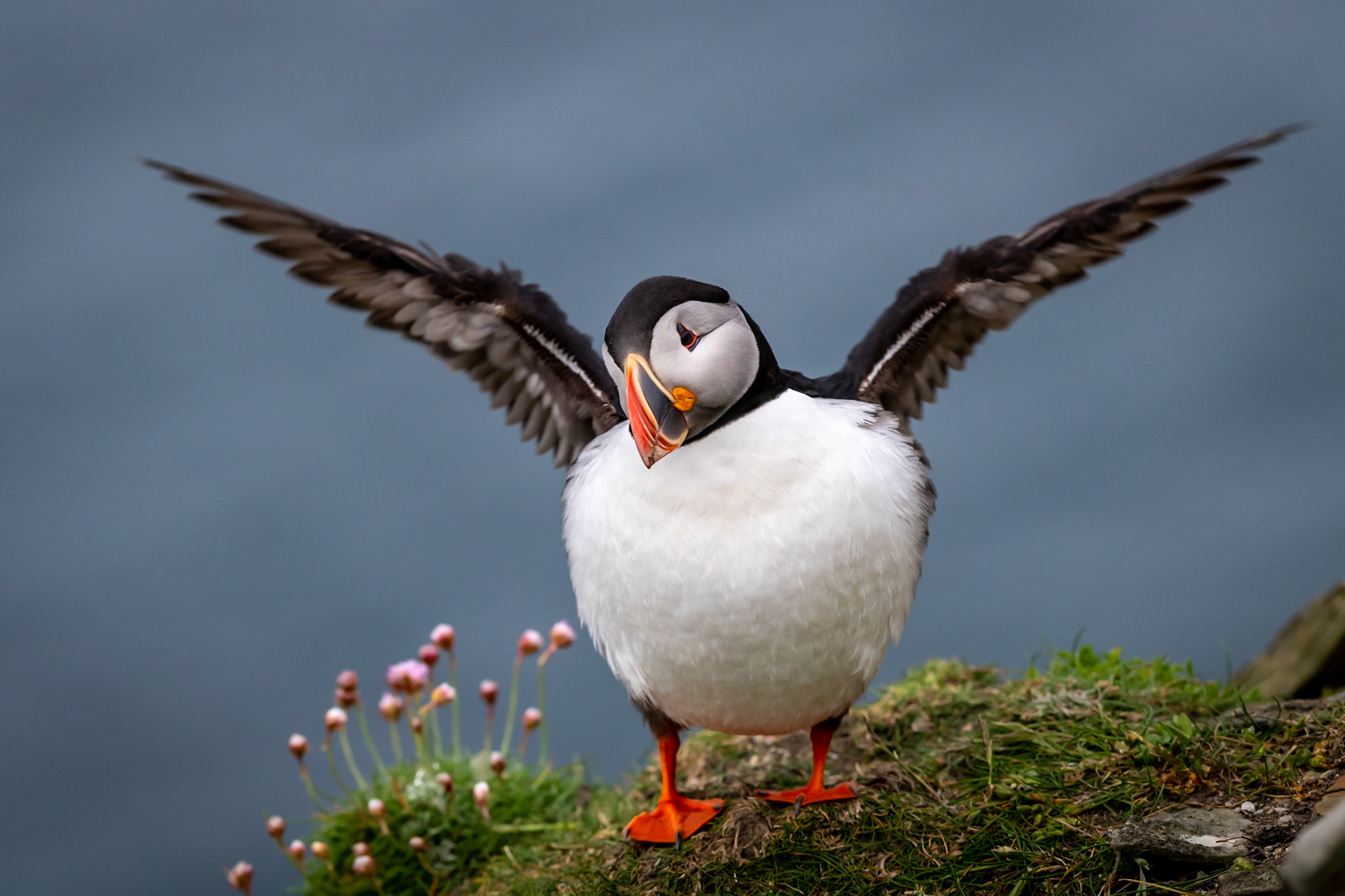 Puffin, Sumburgh Head, Shetland Islands