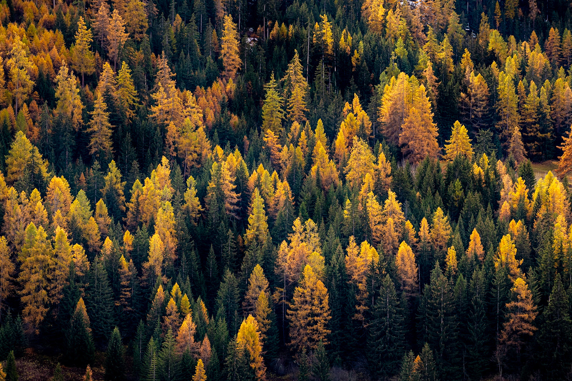 Mélèzes dorés, Haute-Maurienne Vanoise, France