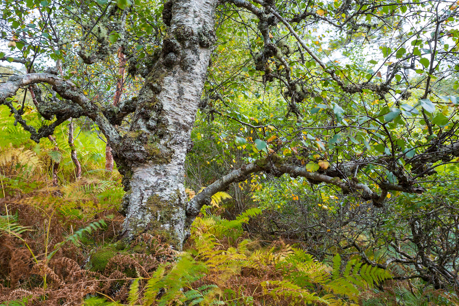 Old Birch, Scottish Highlands