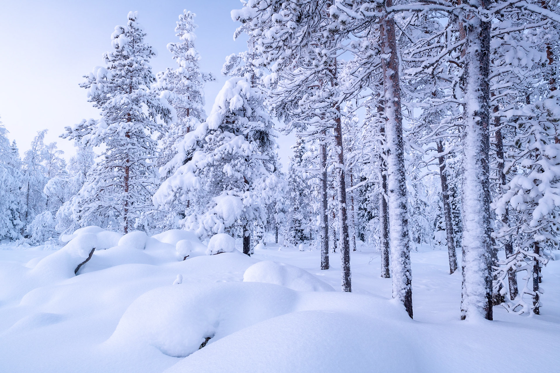 Snowy trees, Lapland, Finland