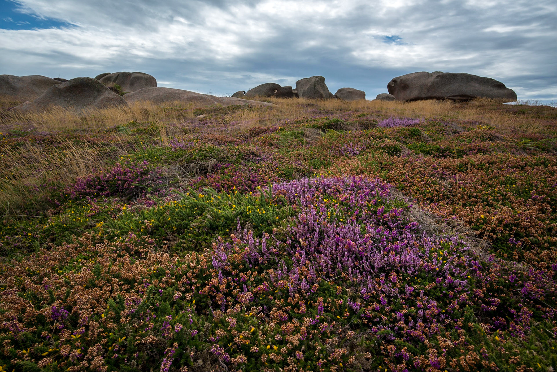 Ploumanac'h, Bretagne, France