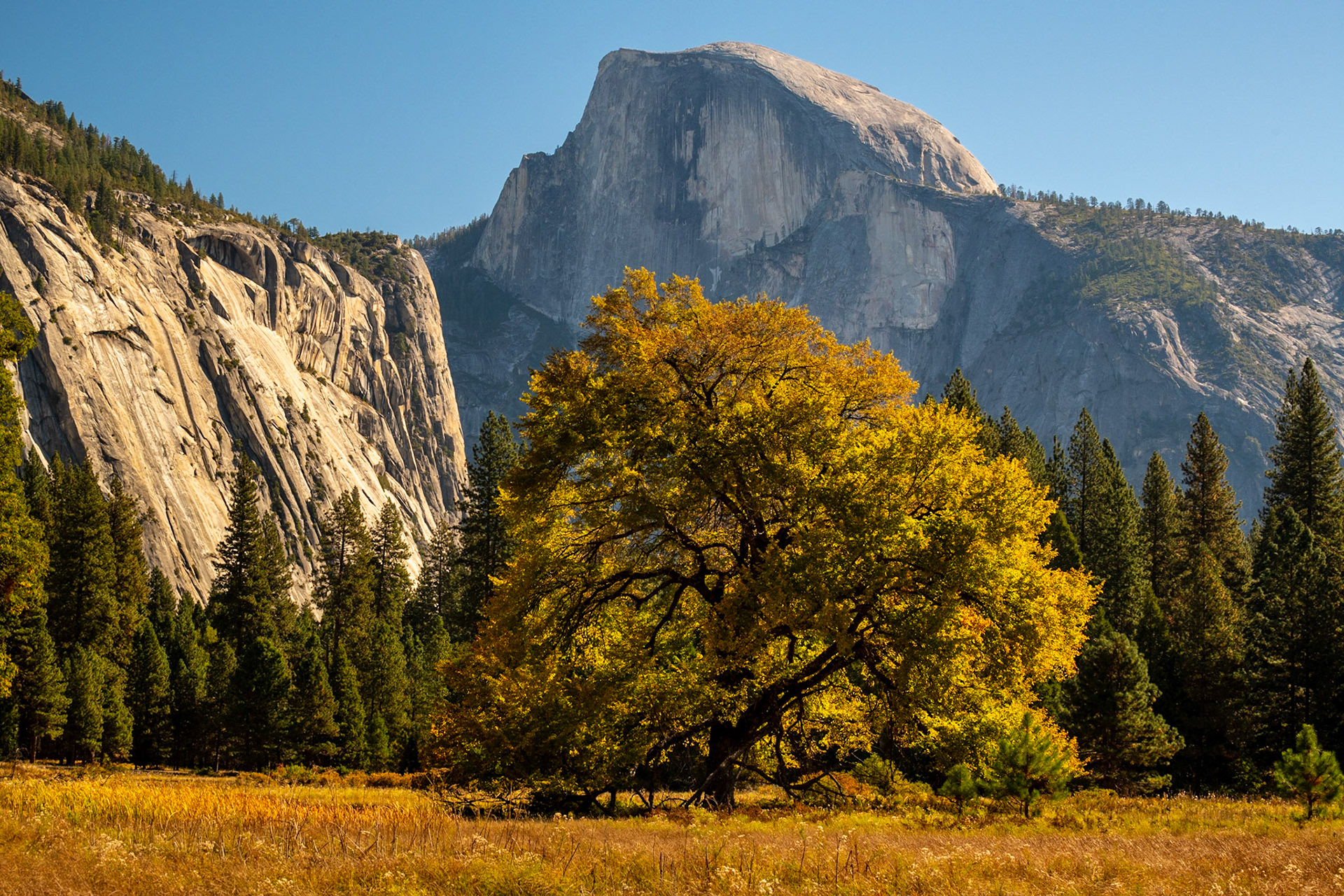 Half Dome from Cook's Meadow, Yosemite NP, California